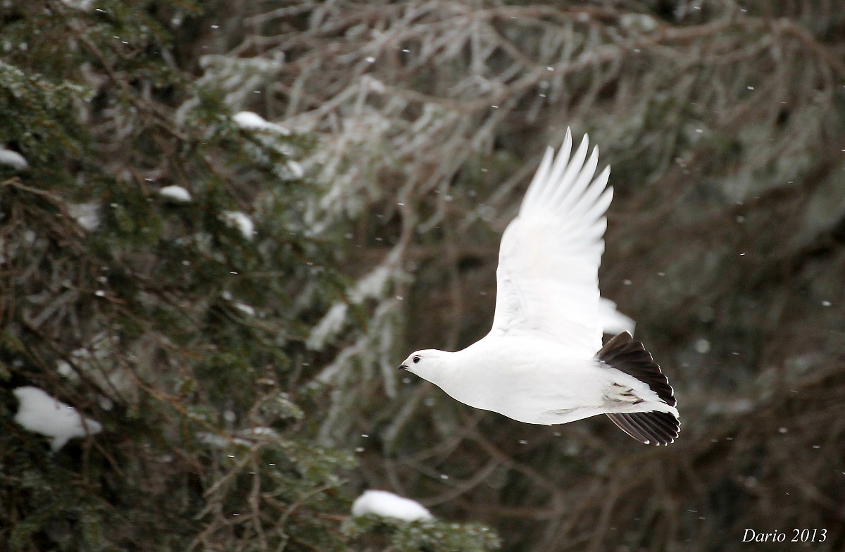 Pernice bianca (Lagopus mutus) in volo 1