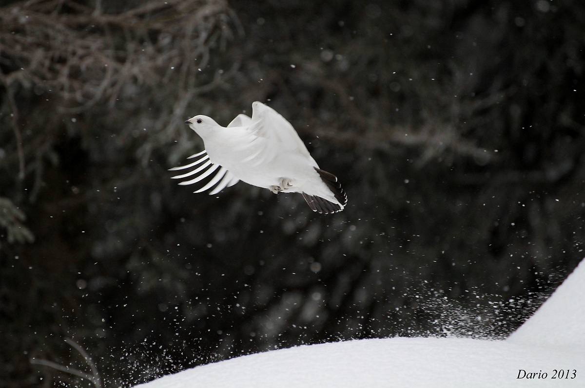 pernice bianca (Lagopus mutus)  in decollo