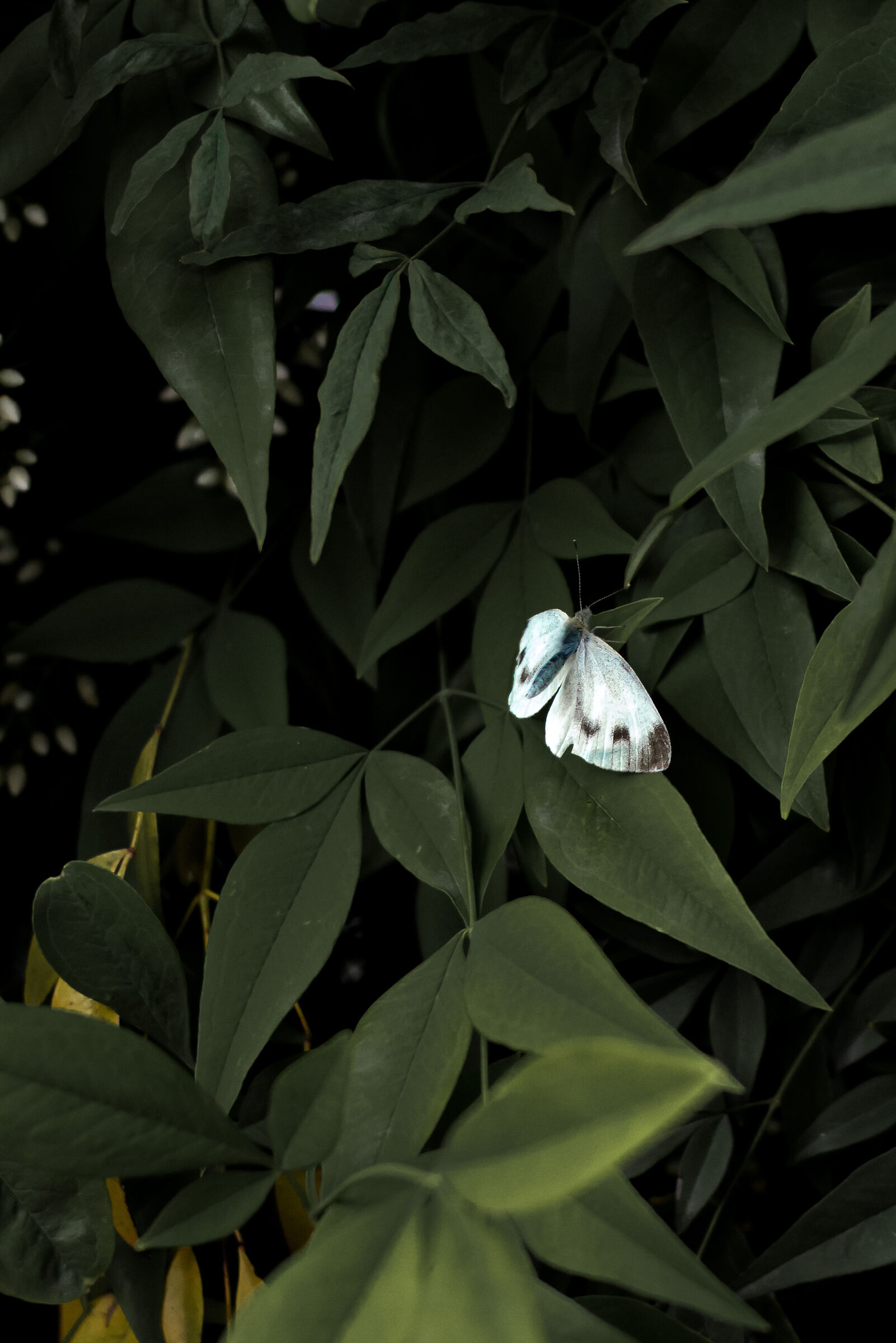 butterfly