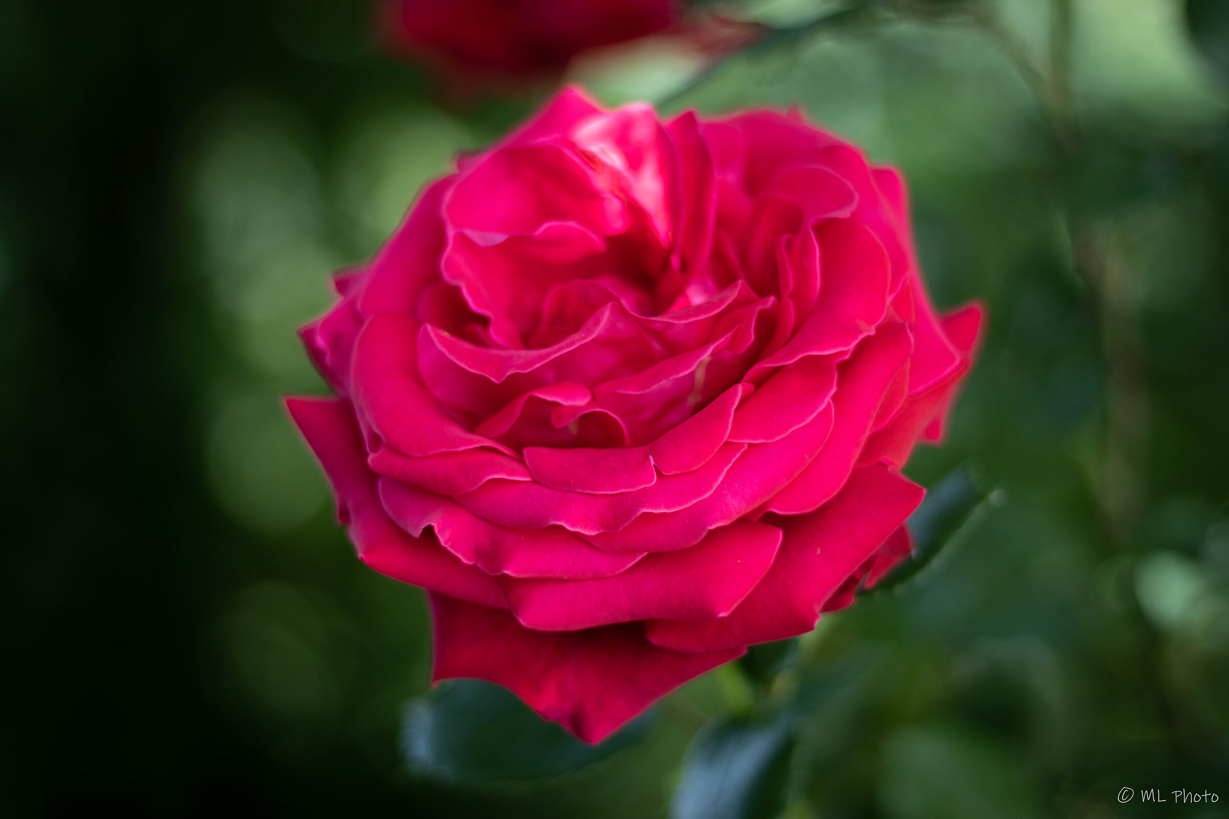 rose