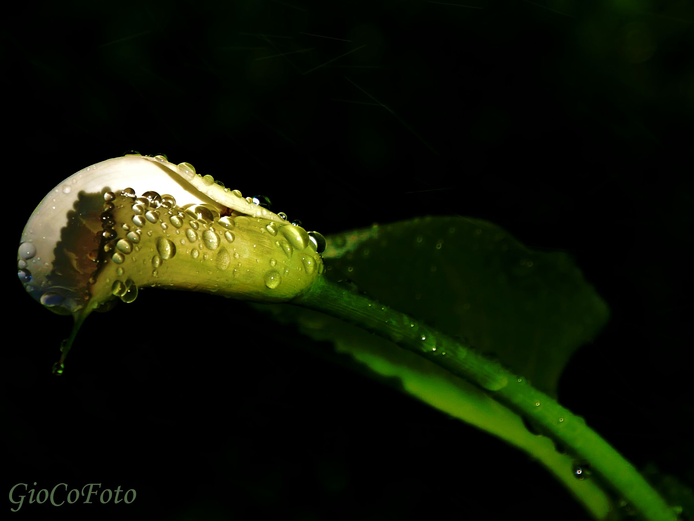 Irrigazione automatica