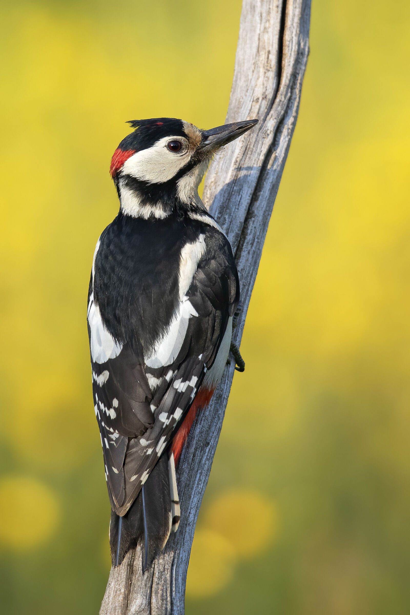 Dendropocos maggiore