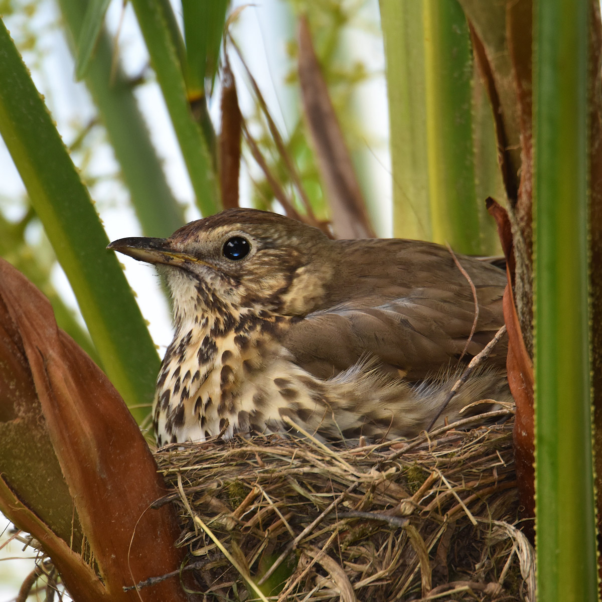 thrush