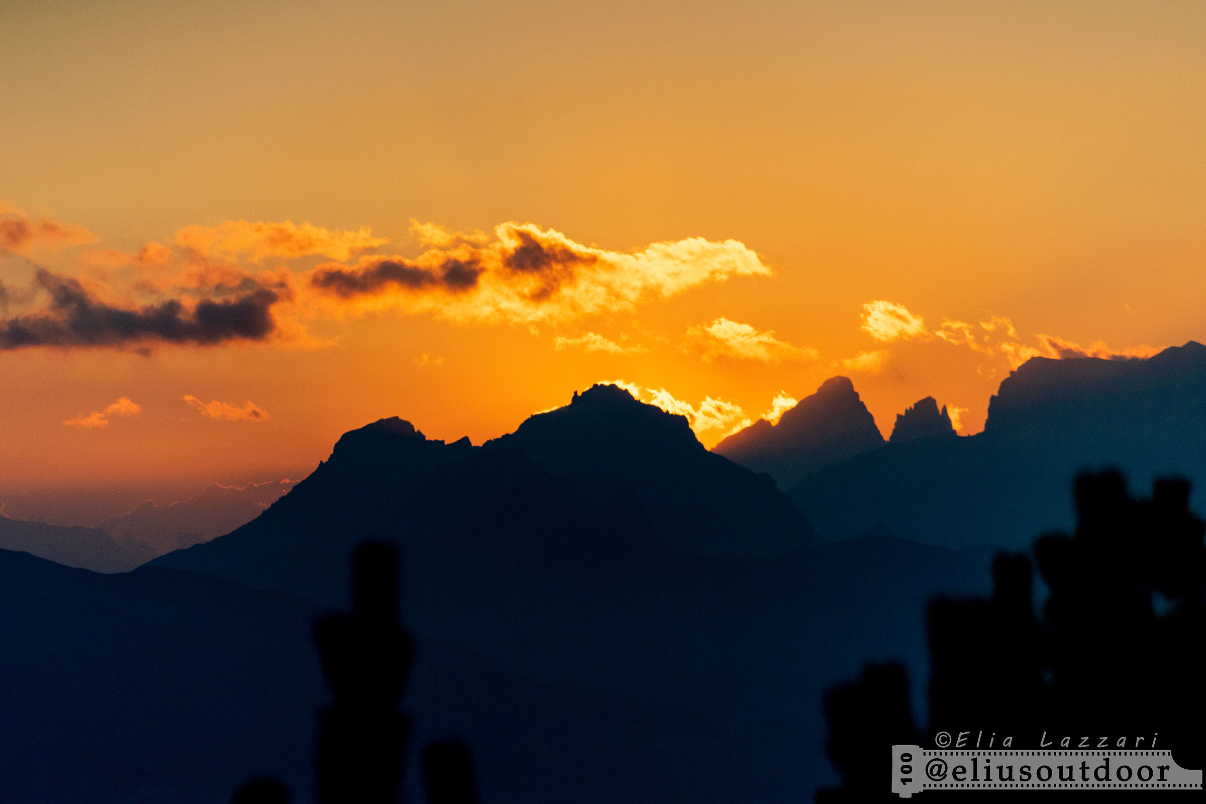 Pino Mugo al Tramonto