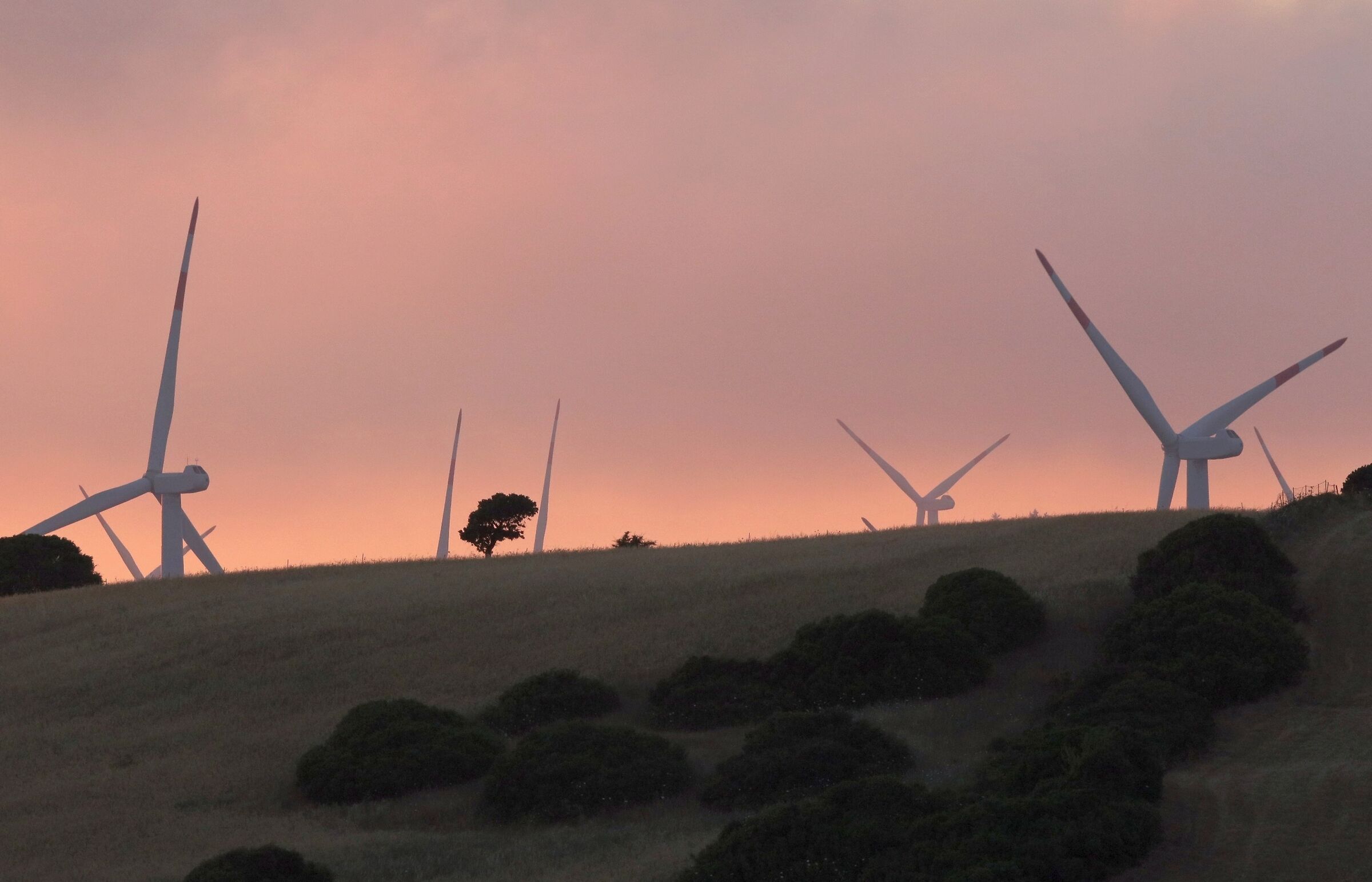 Il tramonto e l'albero tra le pale