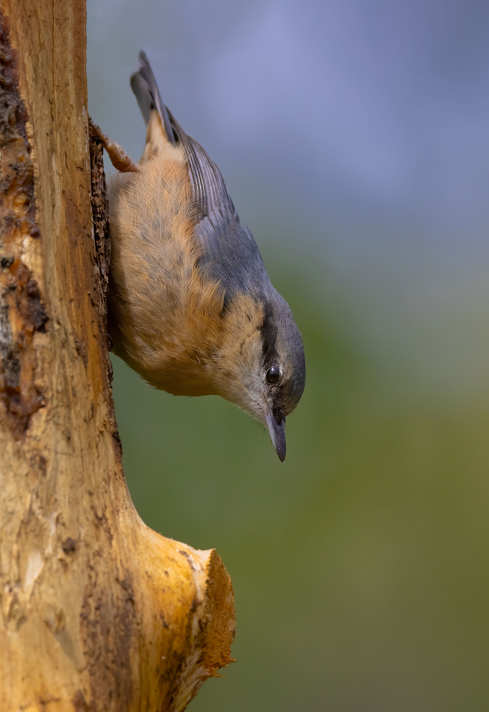 L'acrobatico "muratore"