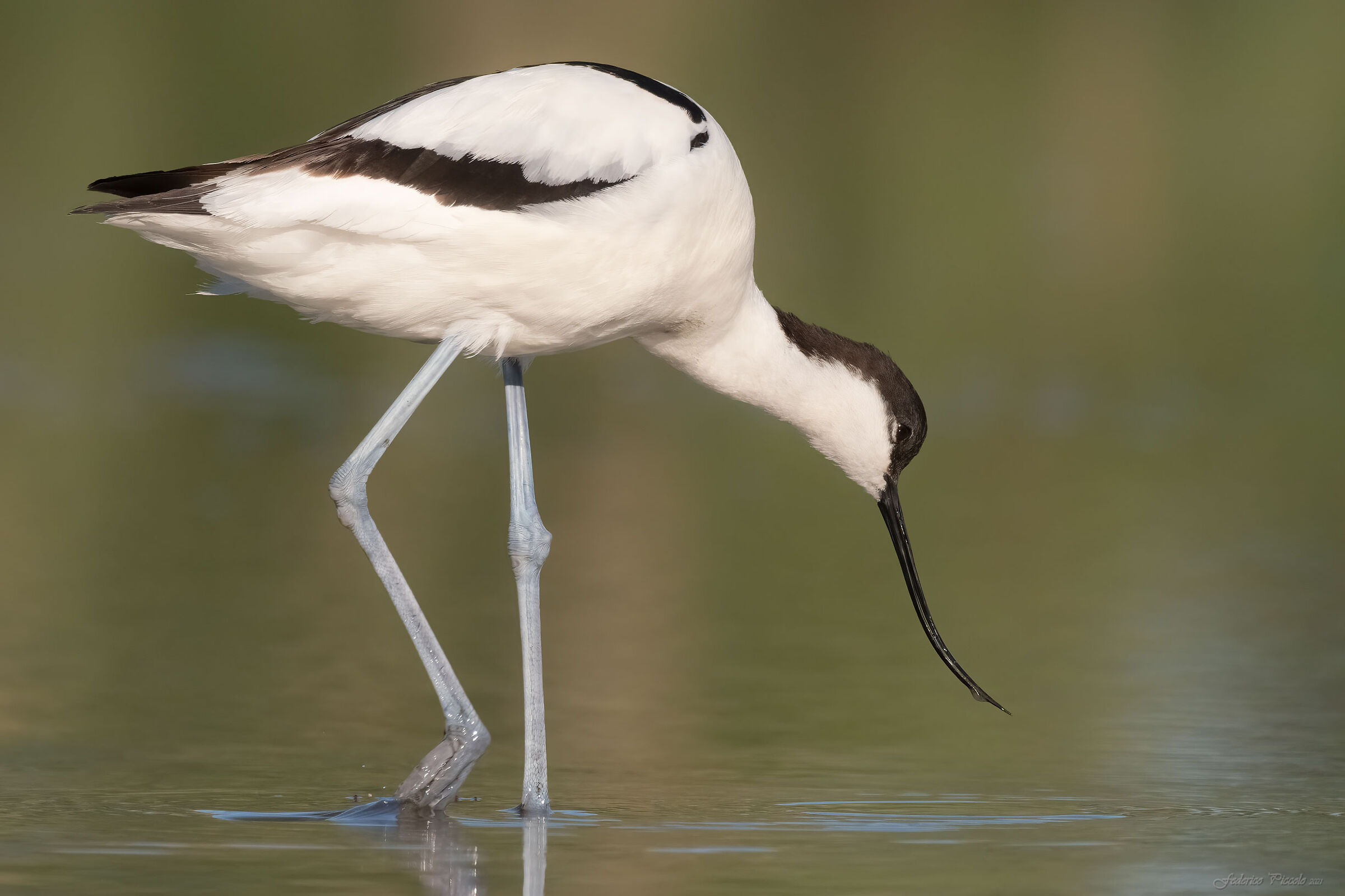 avocet