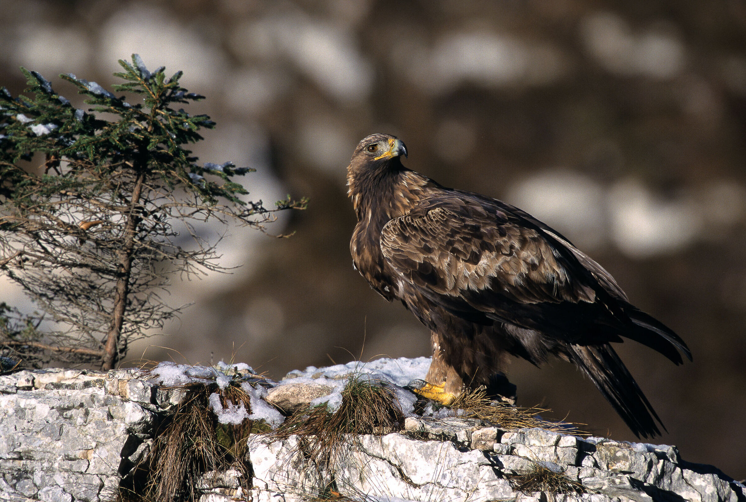 Golden Eagle on Rock (cover)