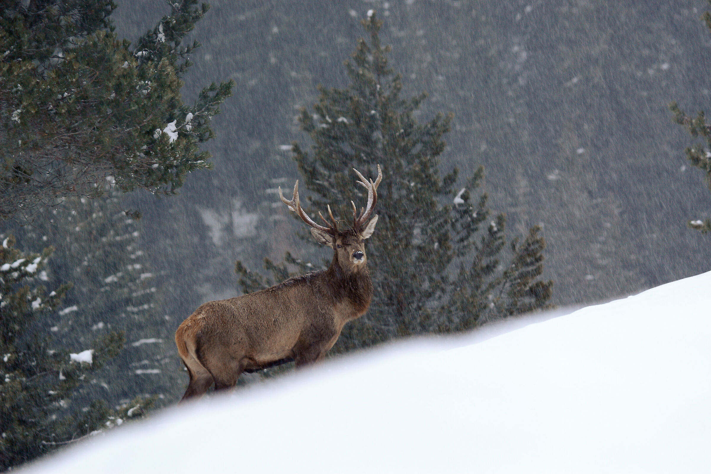 Deer in the Snow (January)