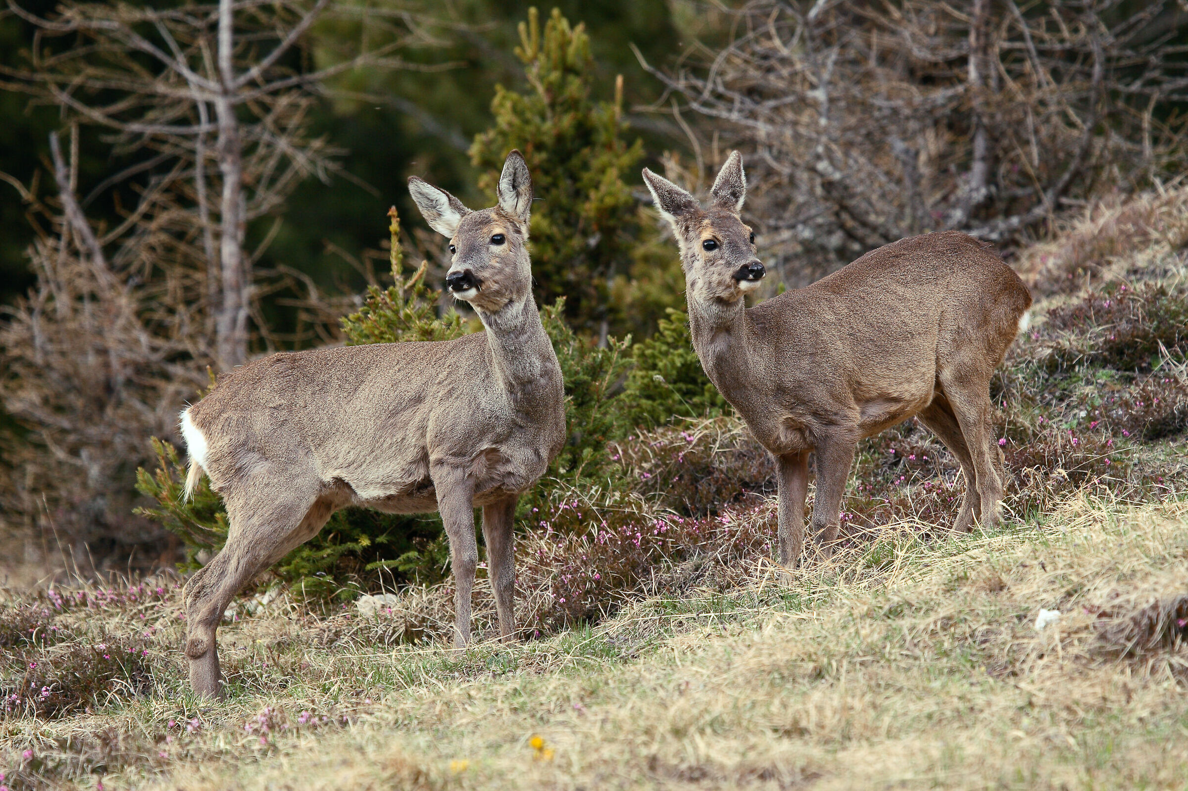 Spring Roe deer (March)