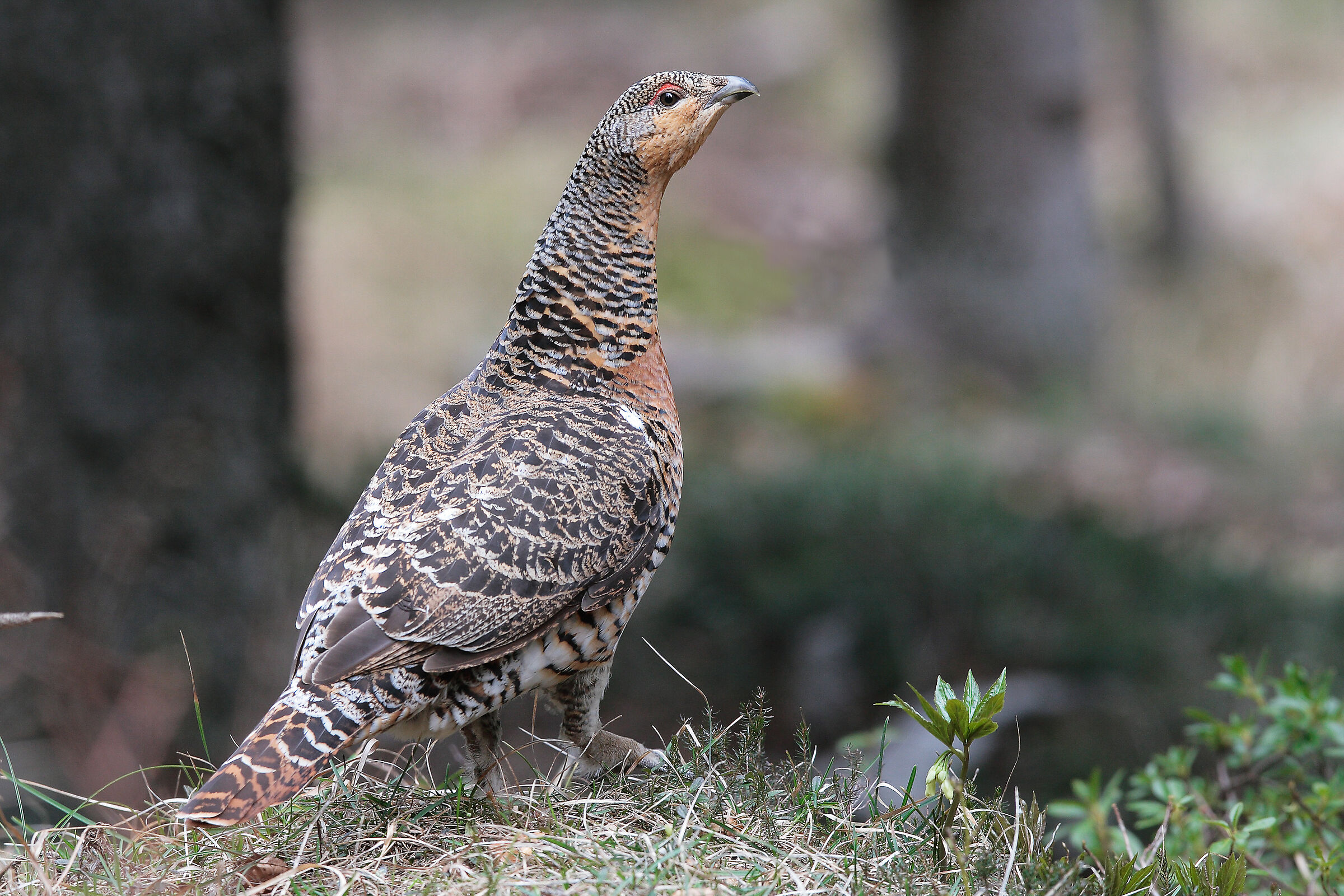 Female capercaillie (April)