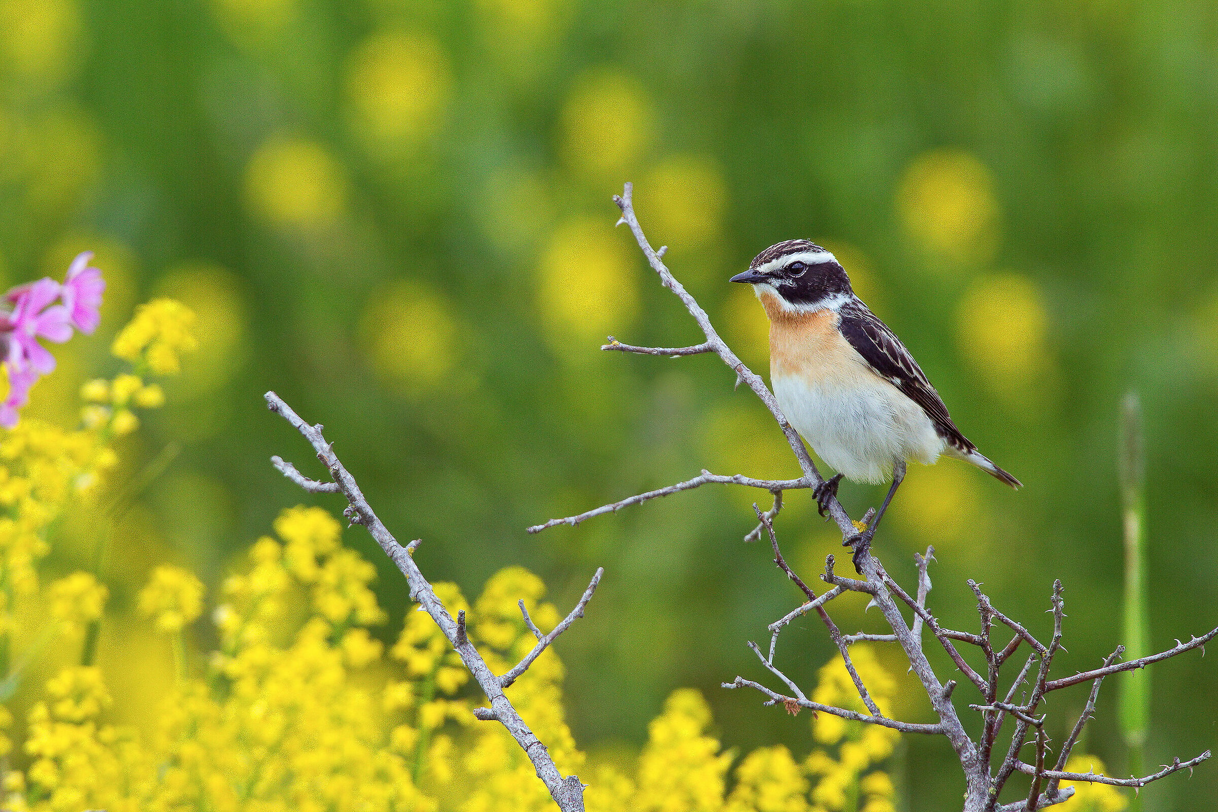 Male Stiaccino (June)