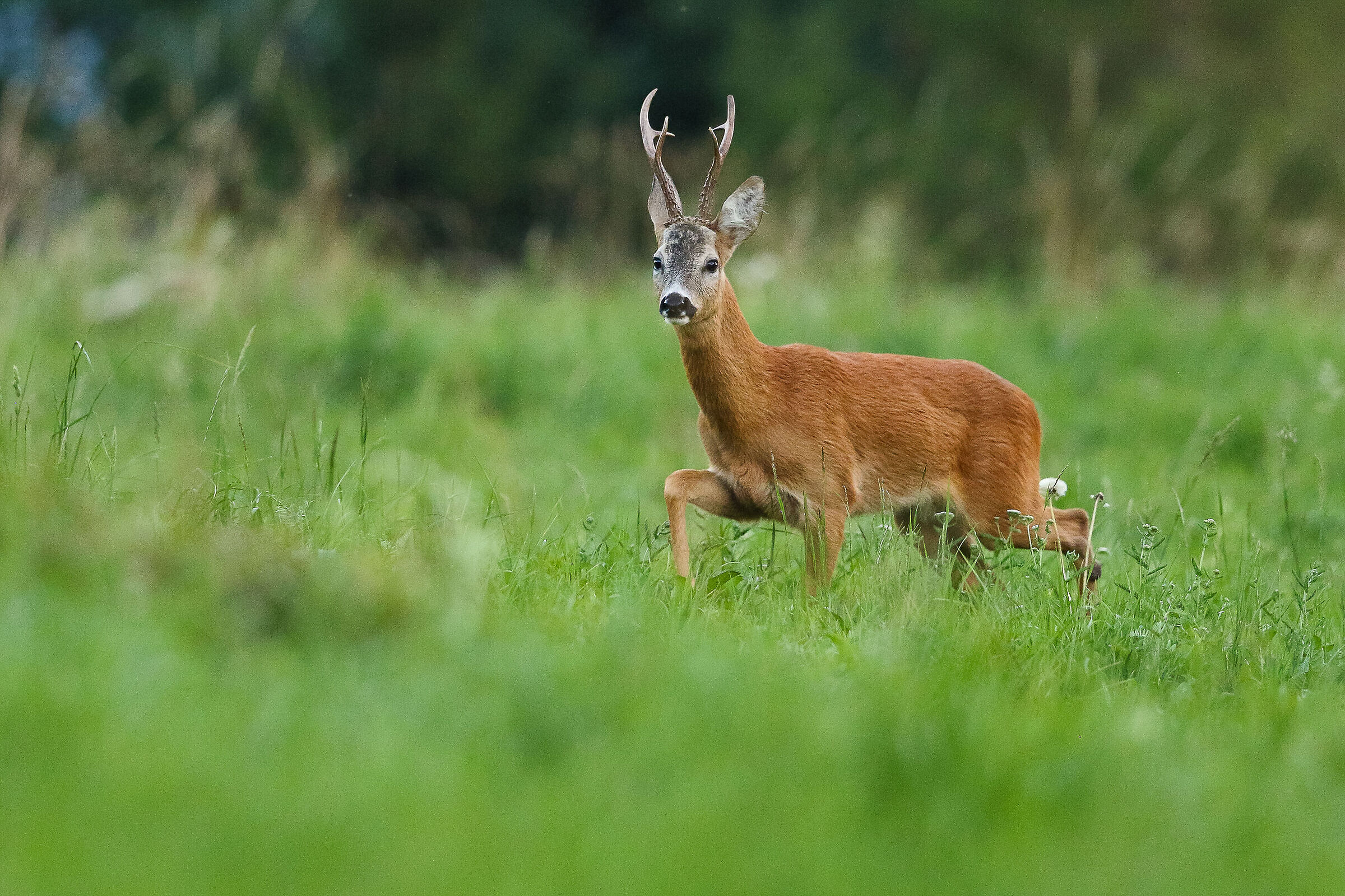 Male Roe deer (August)