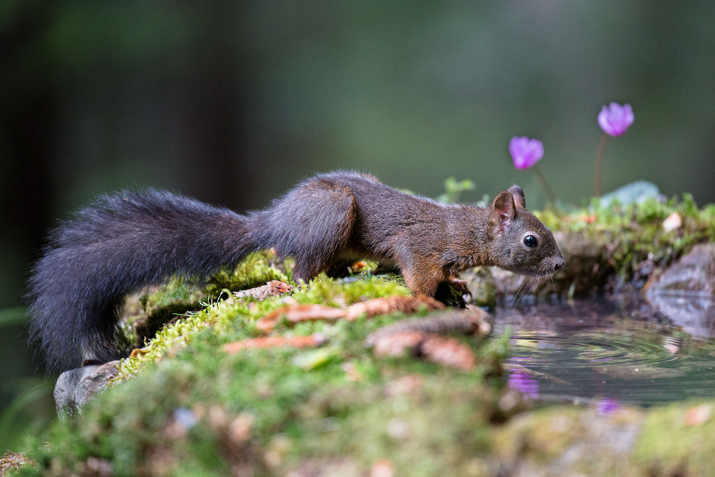 watering squirrel (September)