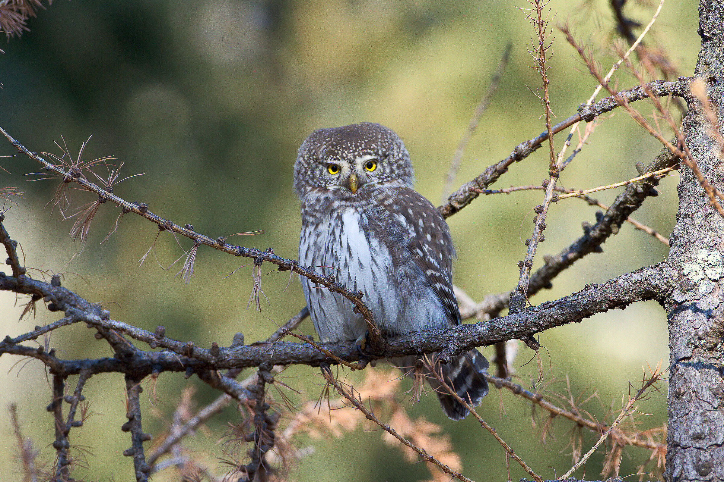 Dwarf Owl (November)