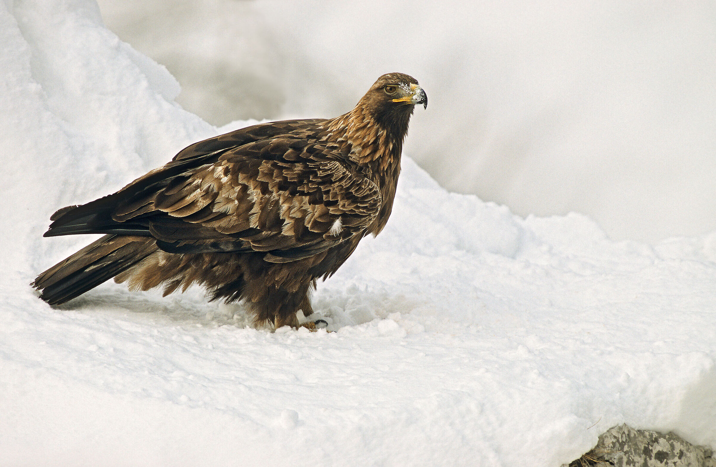 Eagle in the Snow (December)