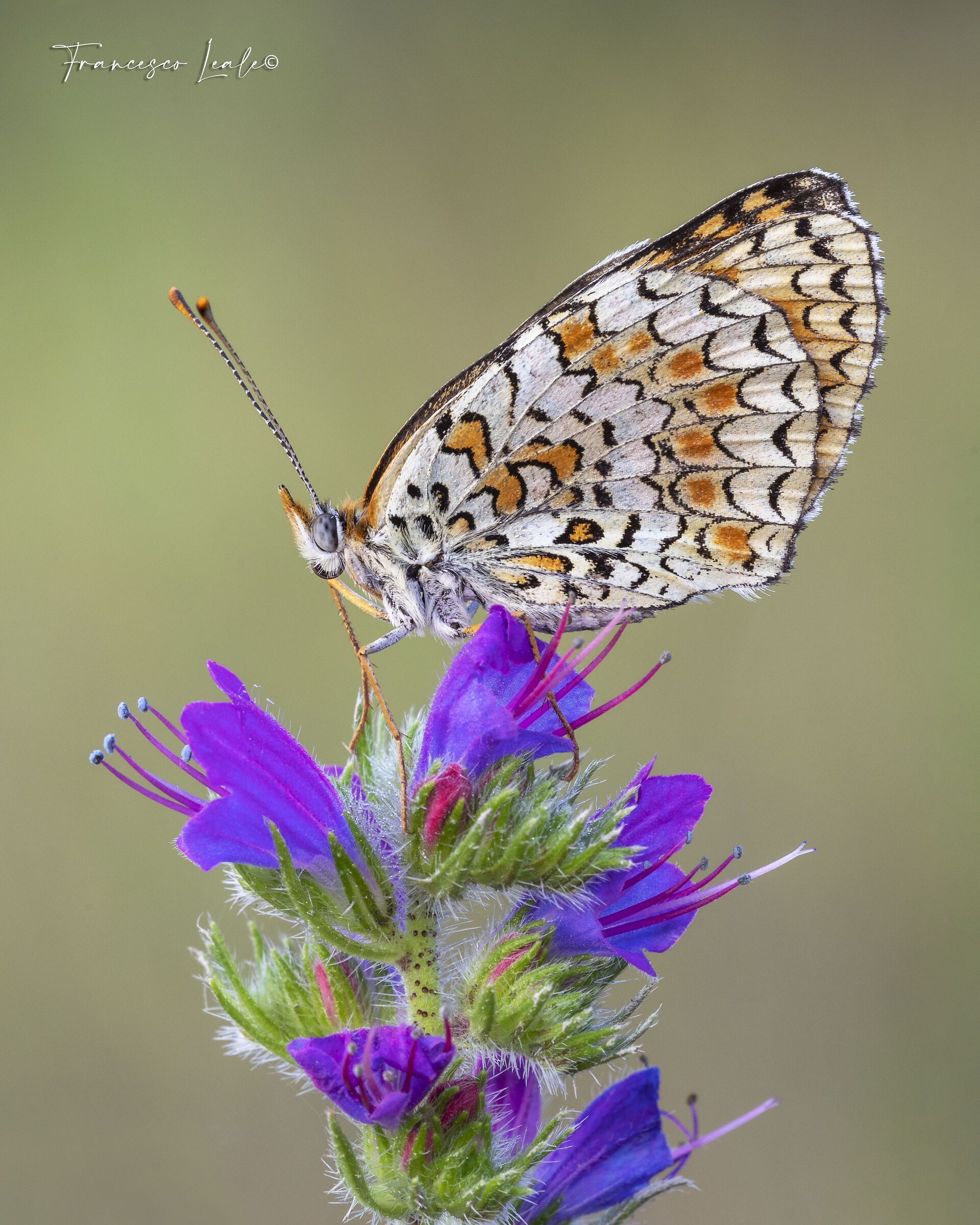 Melitaea Dydima