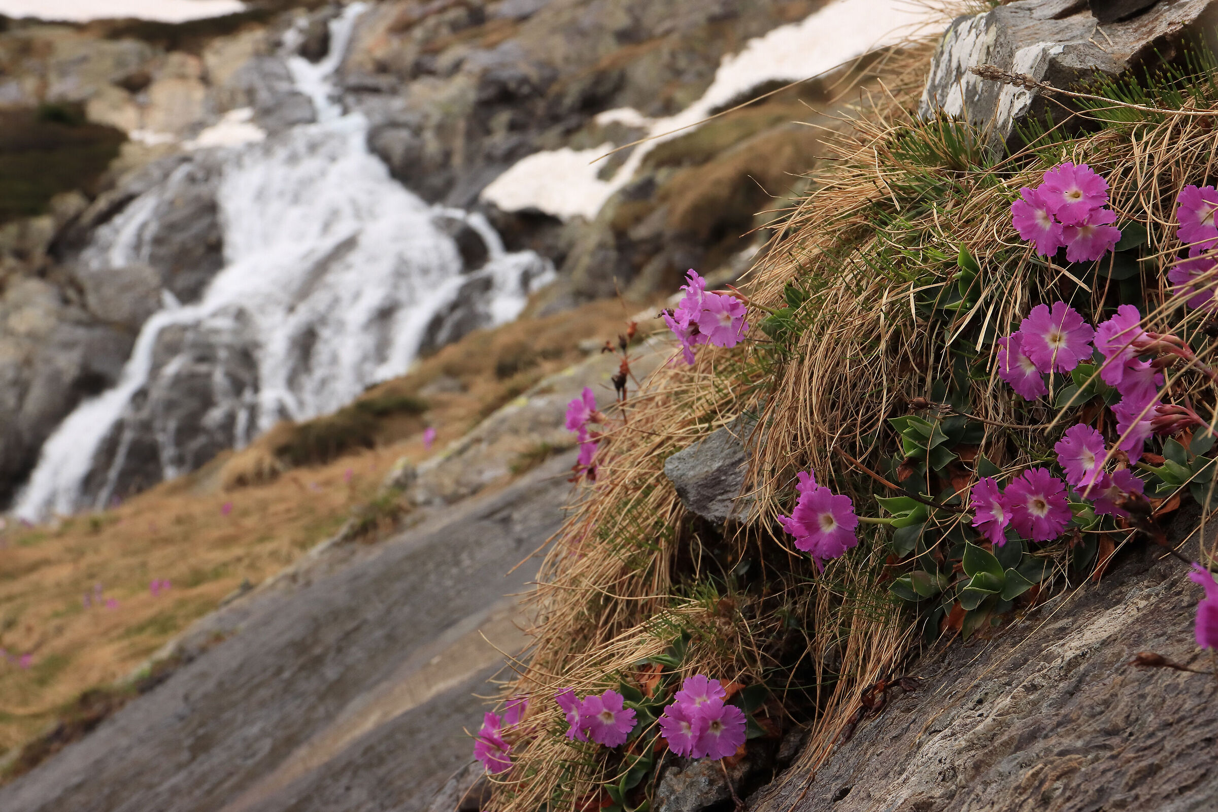 anche qui inizia la primavera