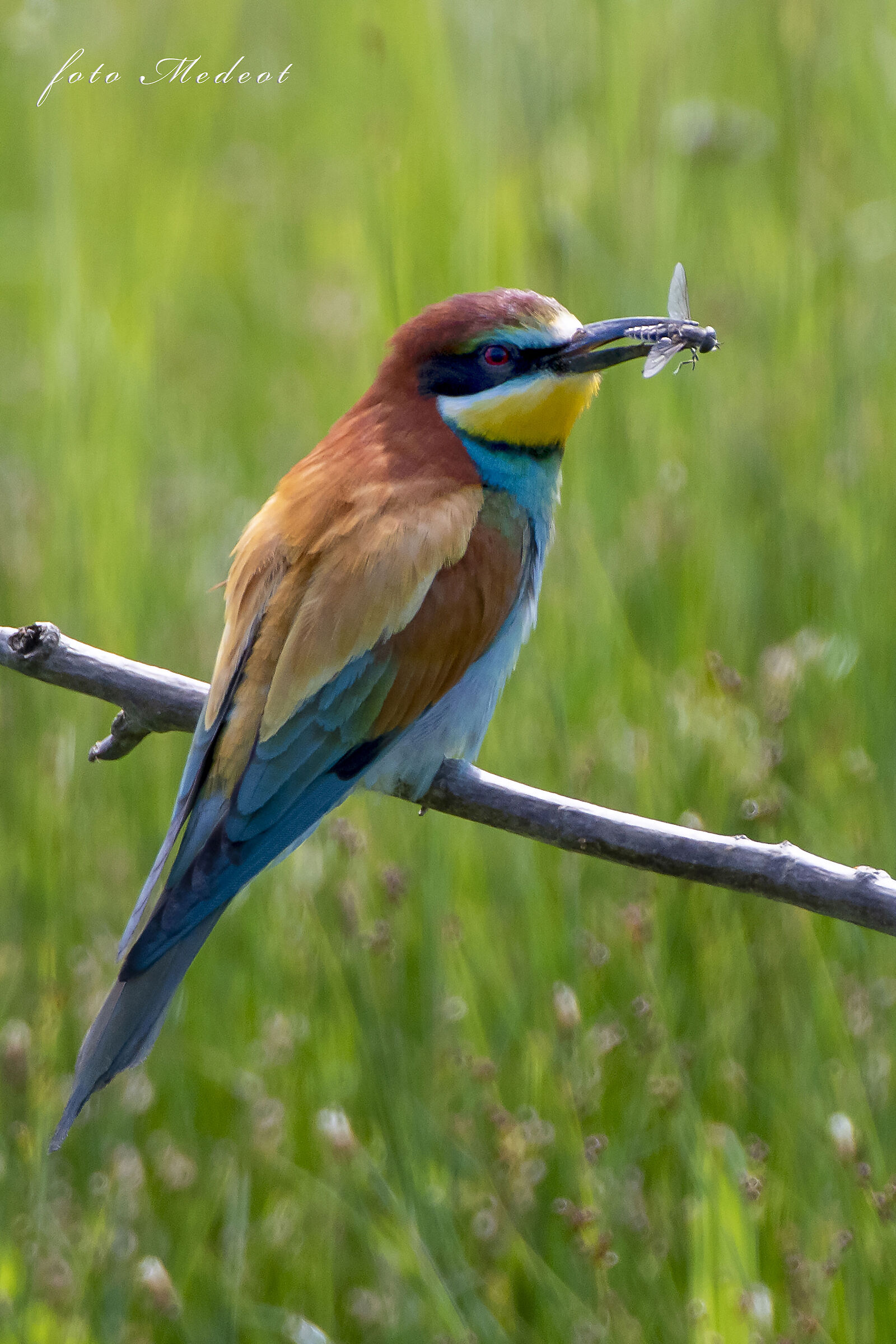 Gruccione con insetto