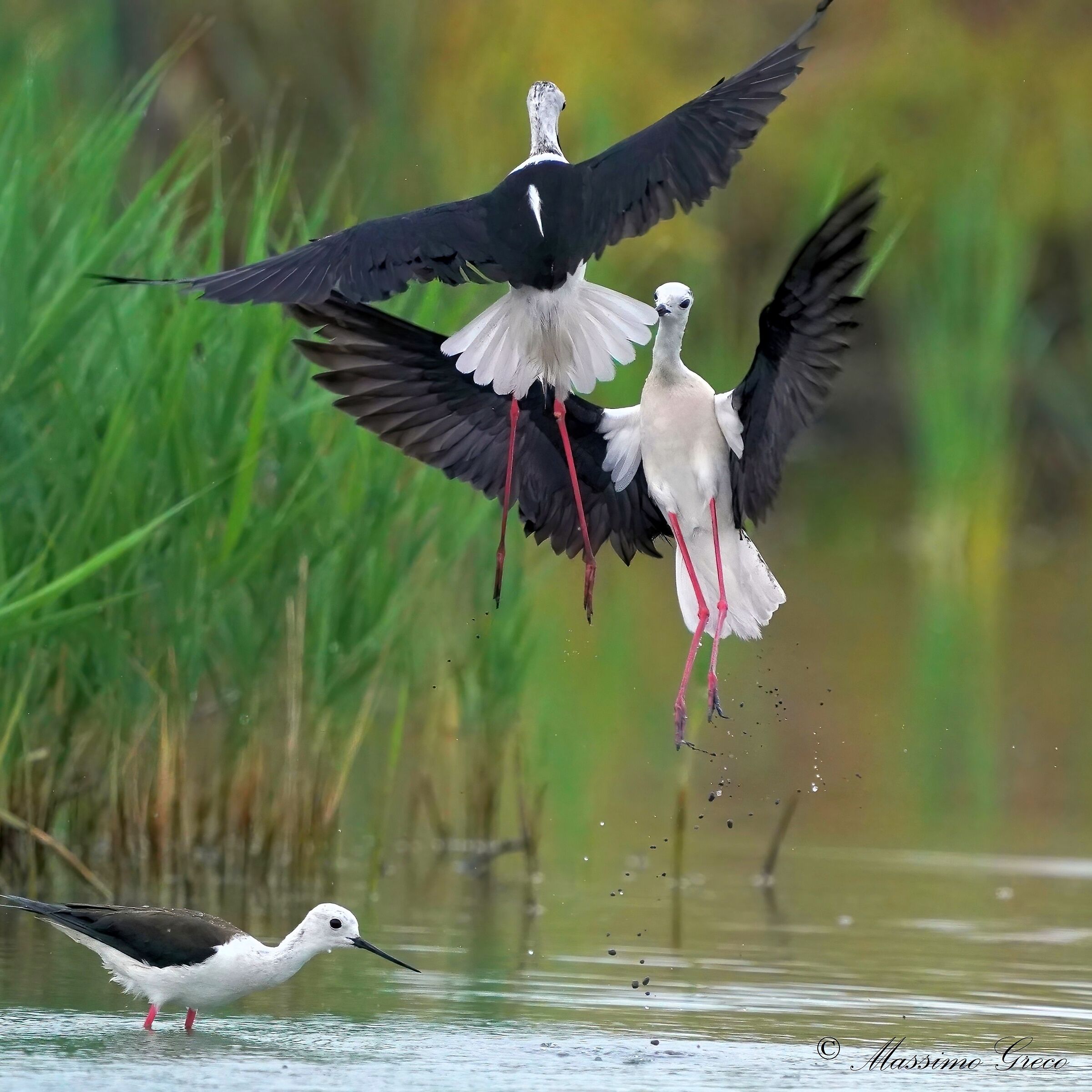 Knights of Italy in duel