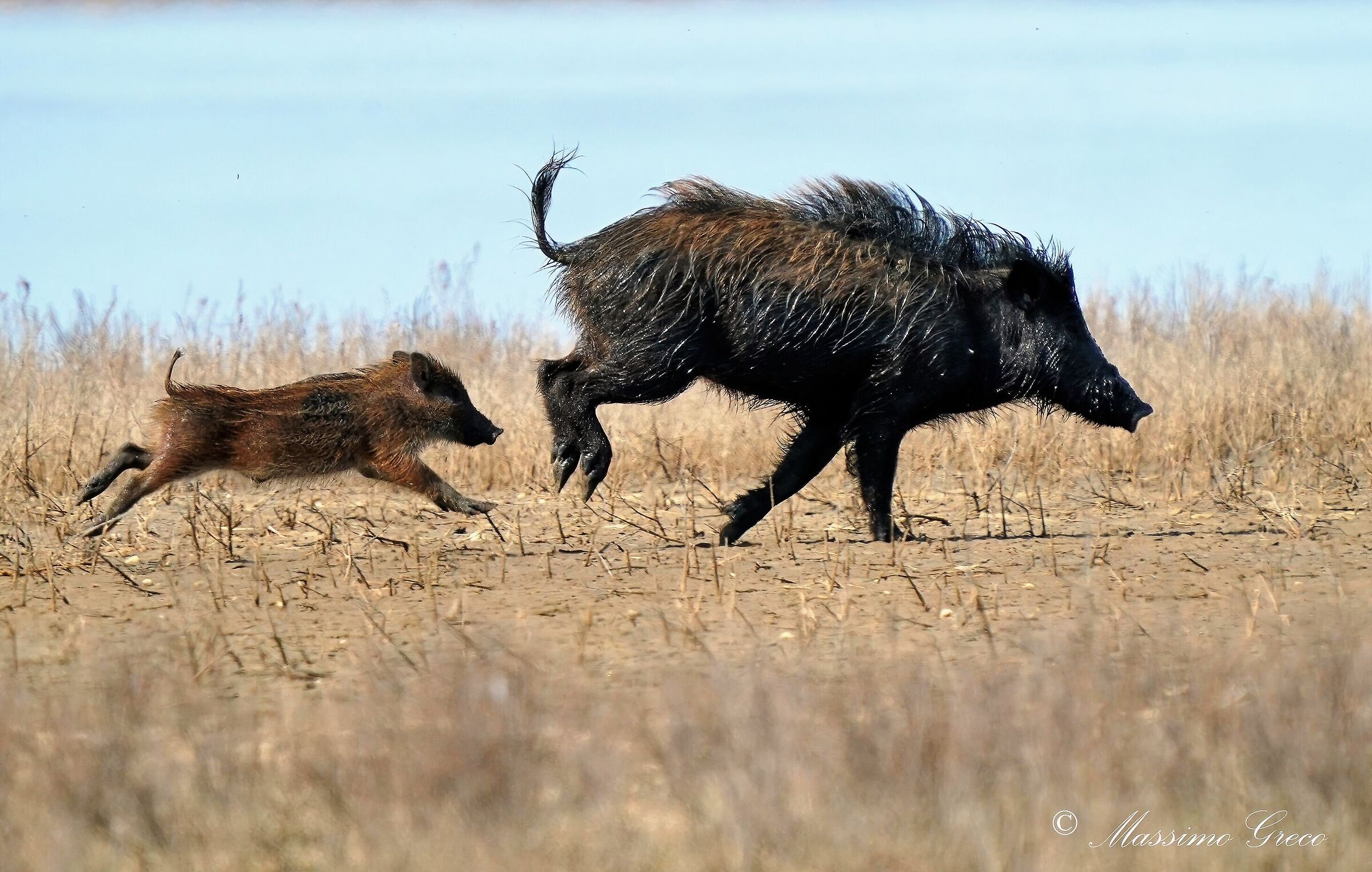 Maremma wild boars