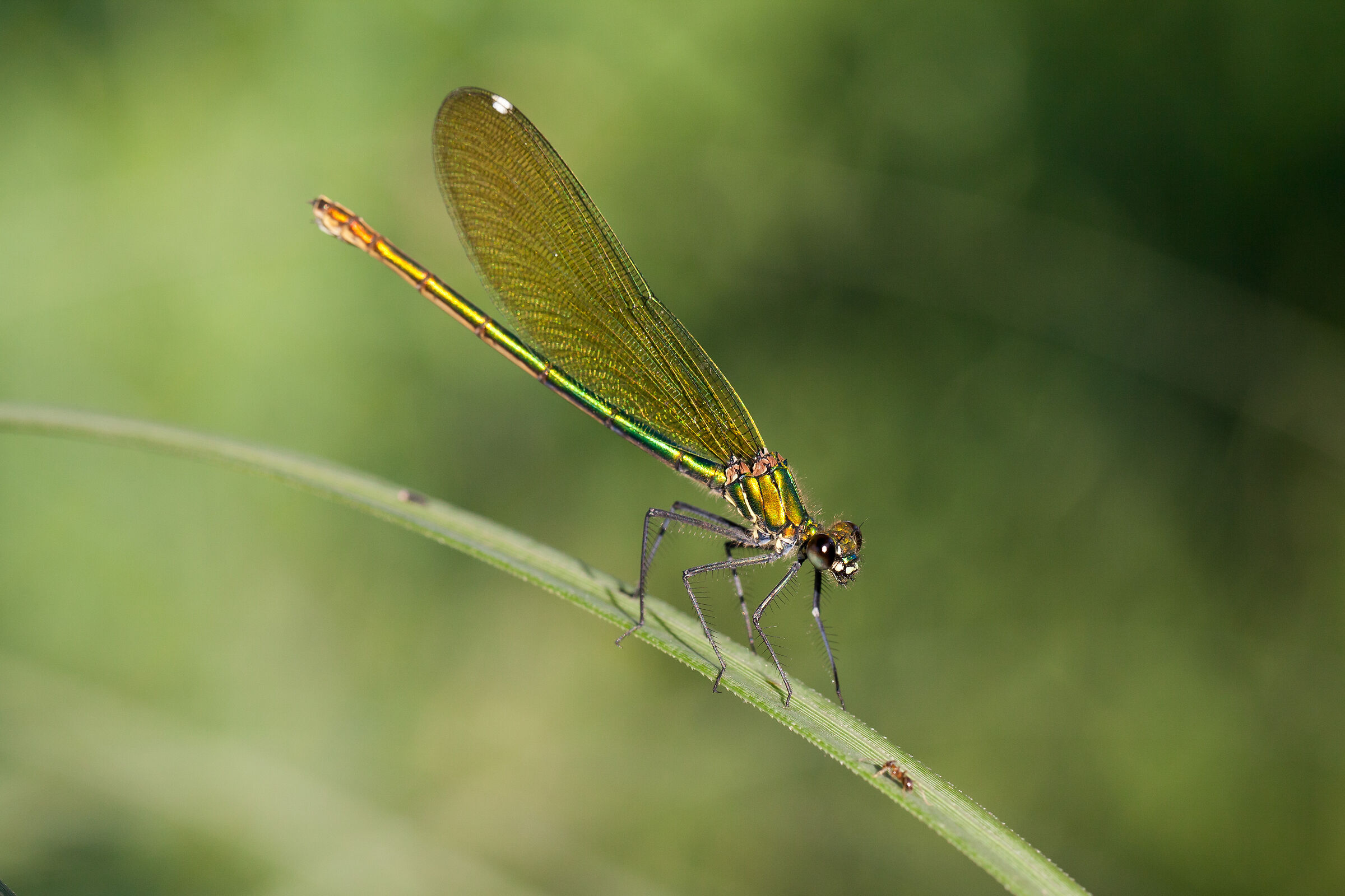 dragonfly