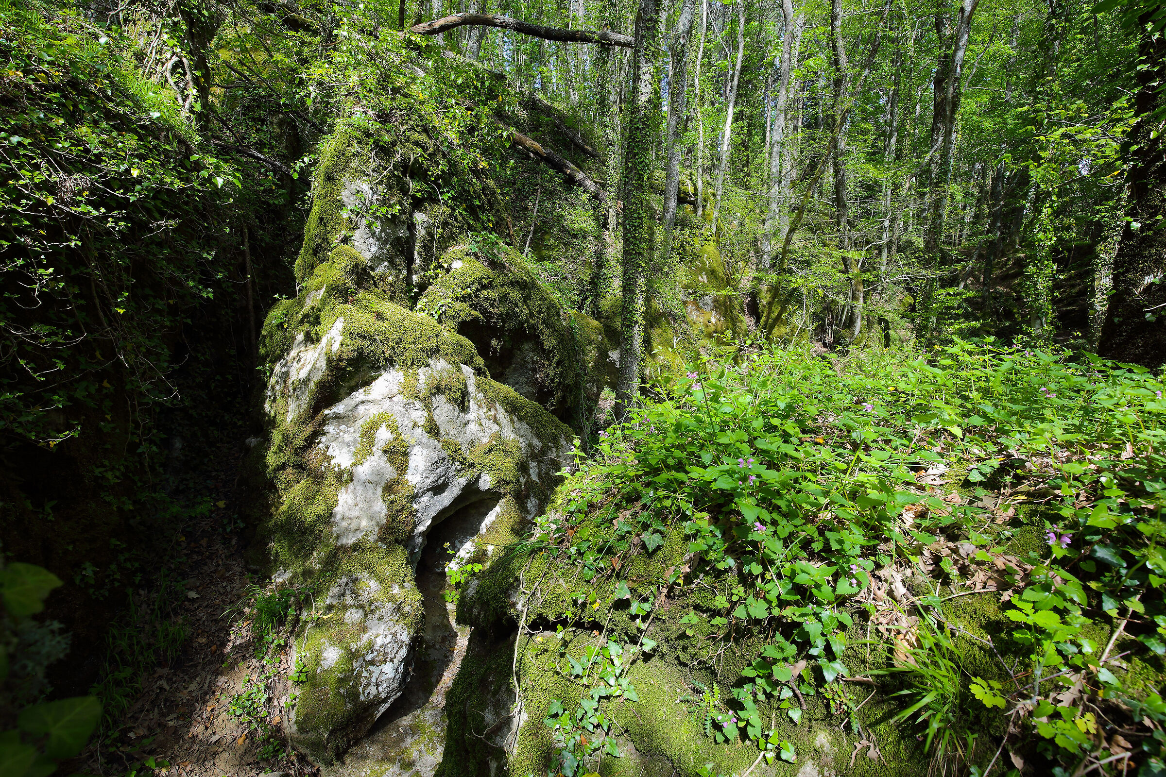 Gli abitanti del Bosco delle Fate