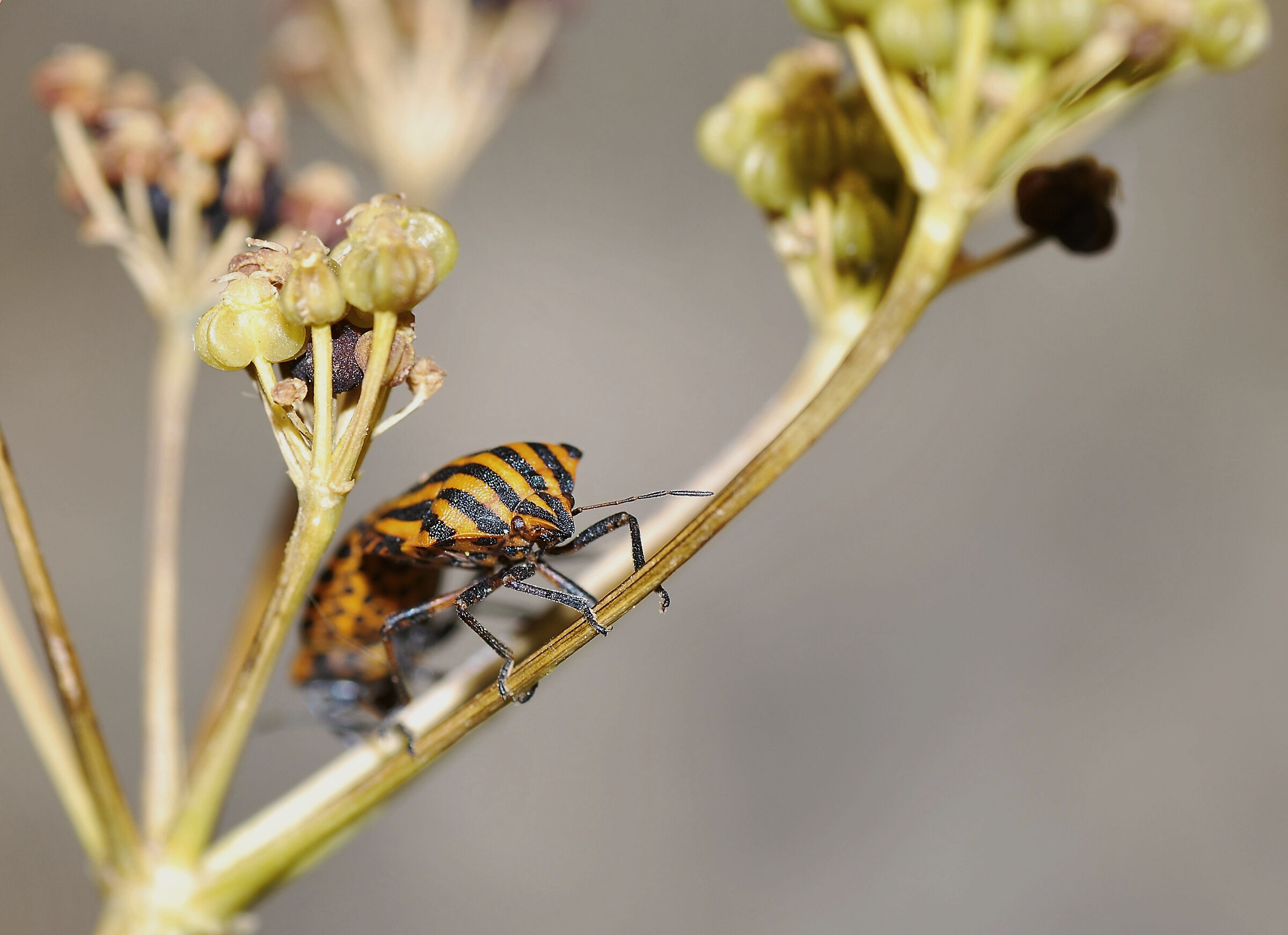 Graphosoma italicum