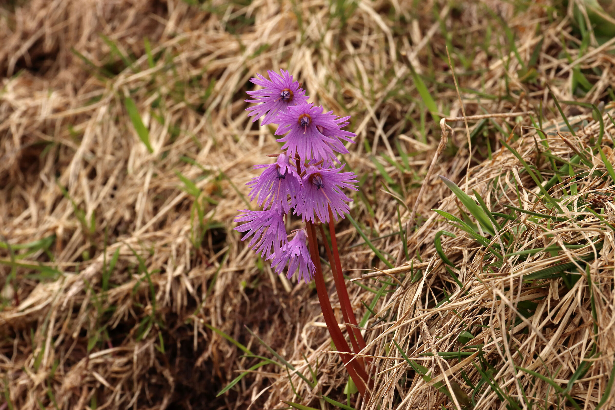 dopo la neve le "soldanelle"