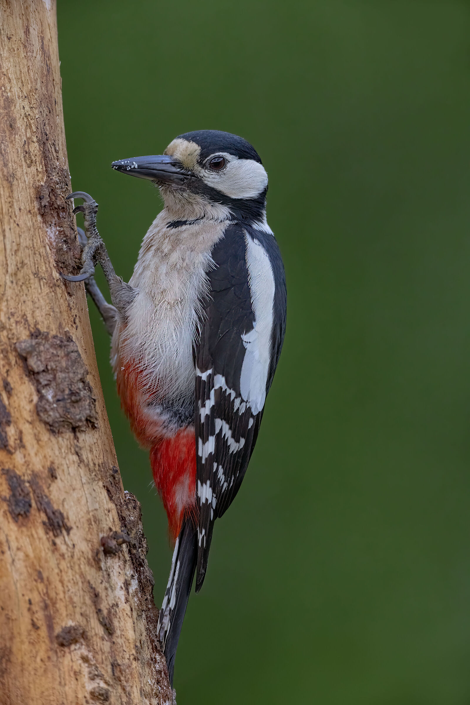 Picchio rosso maggiore