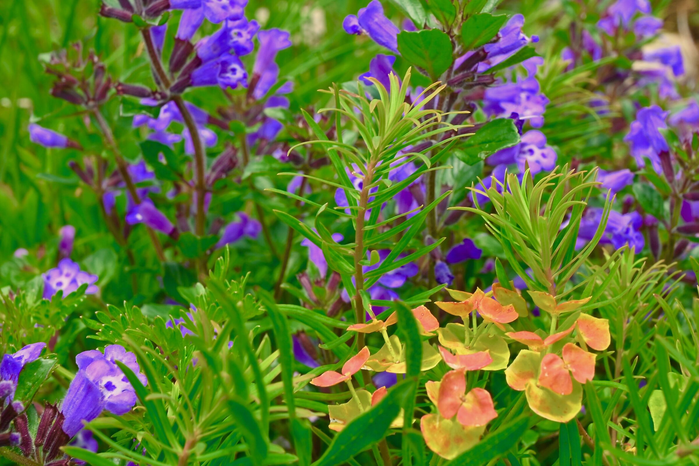 Figli ..dei fiori minori
