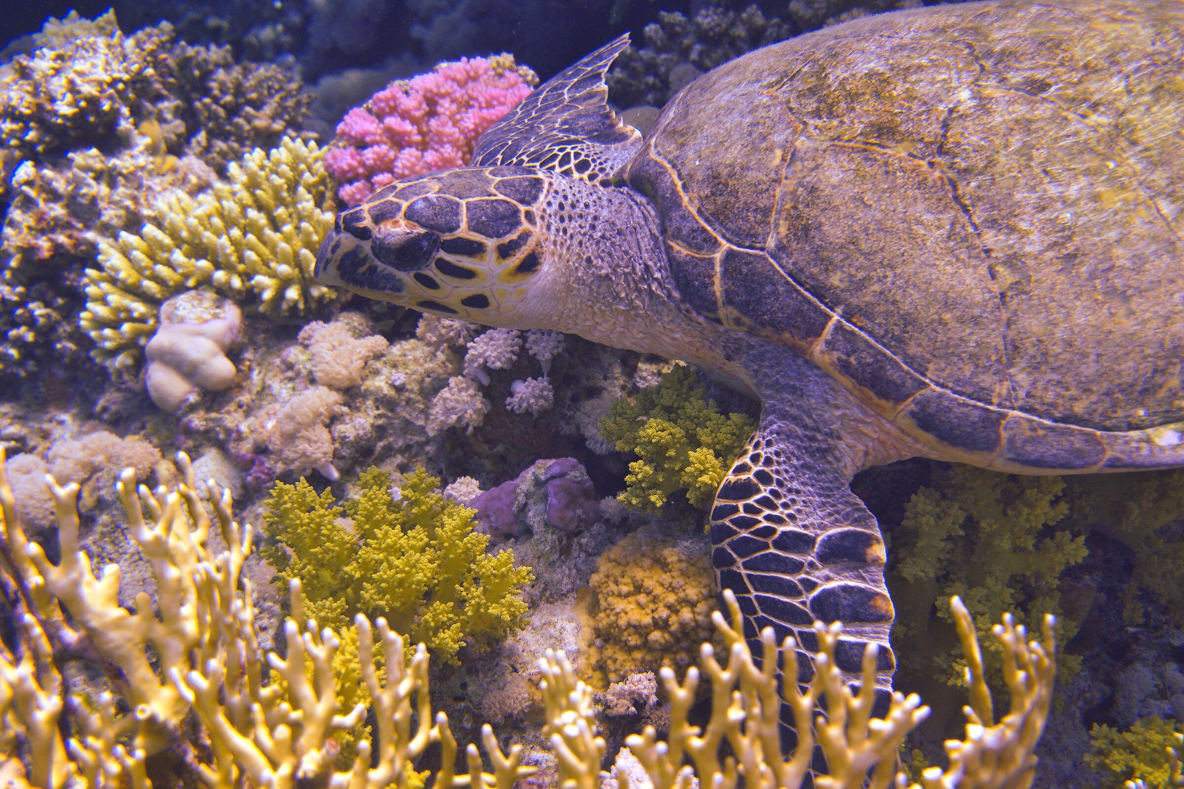 Tartaruga, Ras Mohammed