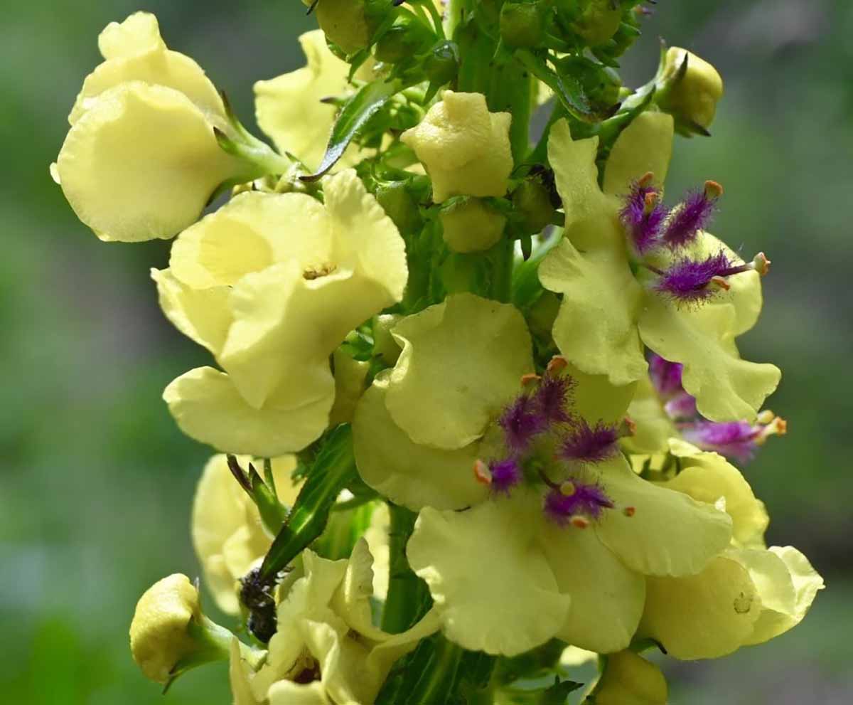 un bel pezzo di ...verbasco