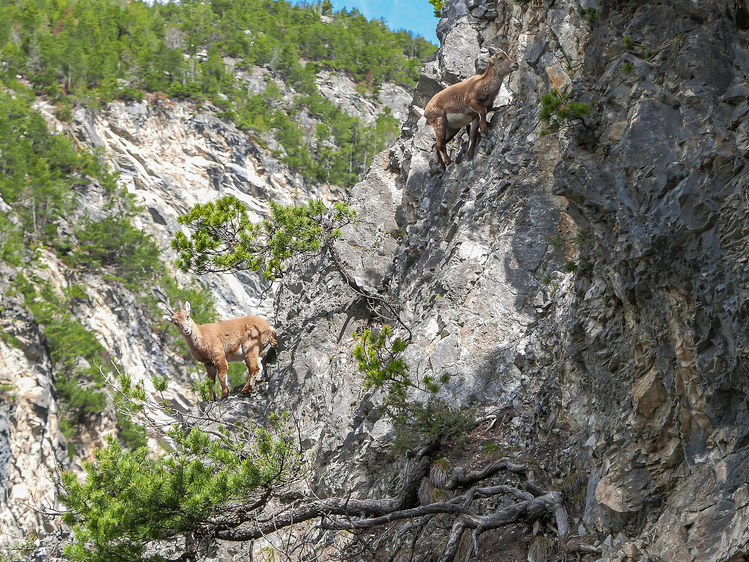 ibexes at the Park of the Baths of Bormio