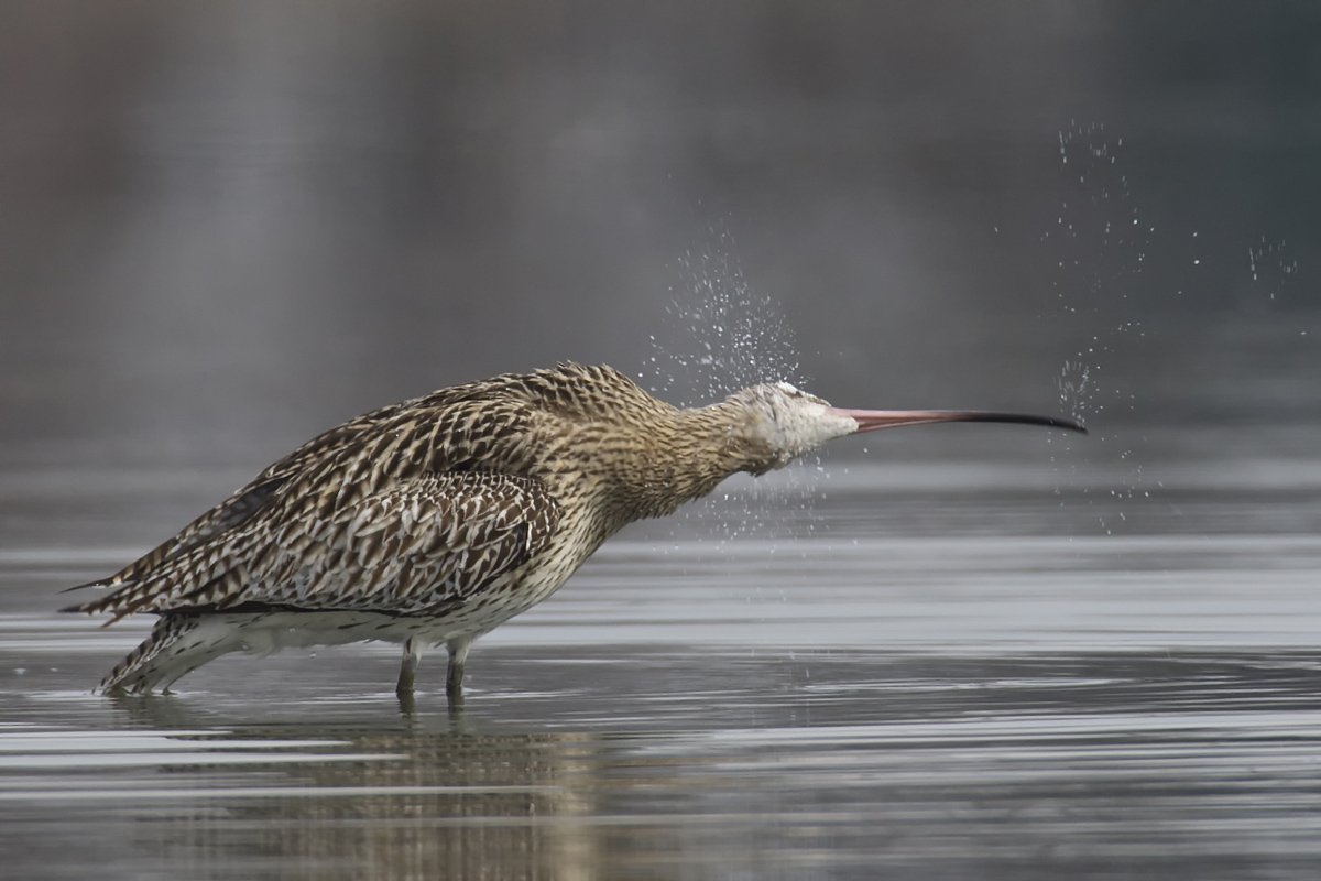 La centrifuga del Chiurlo Maggiore