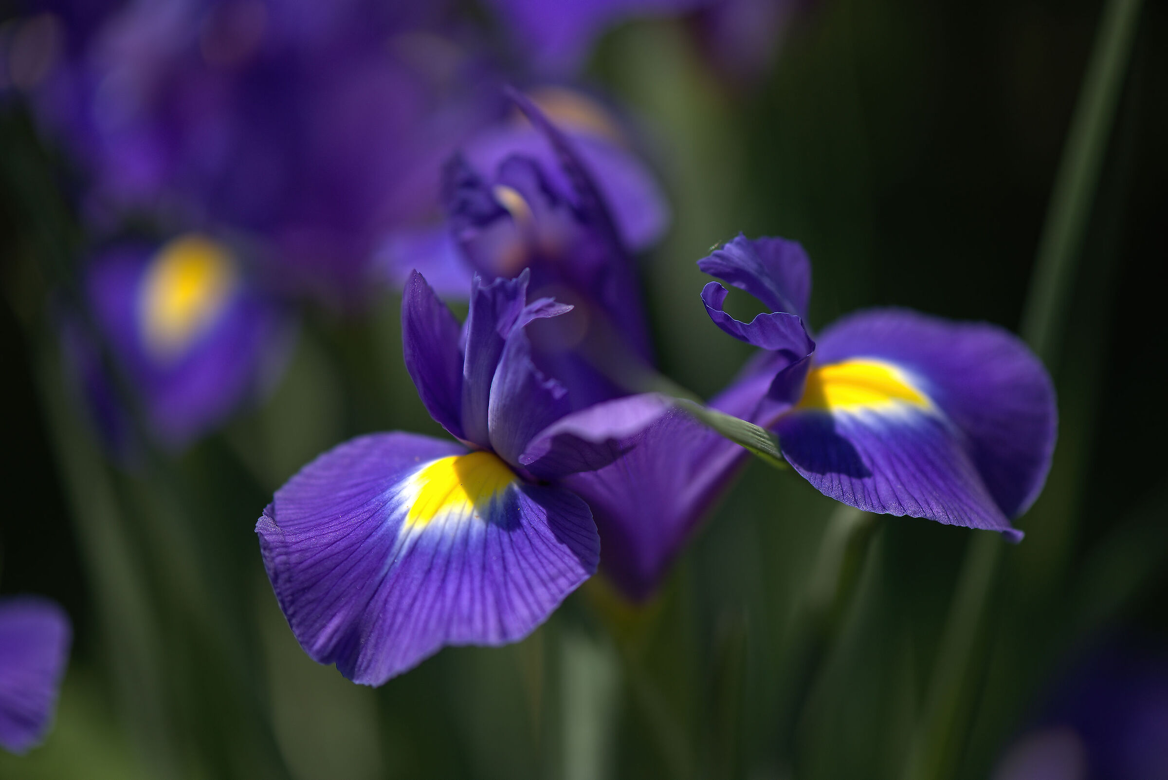 iris