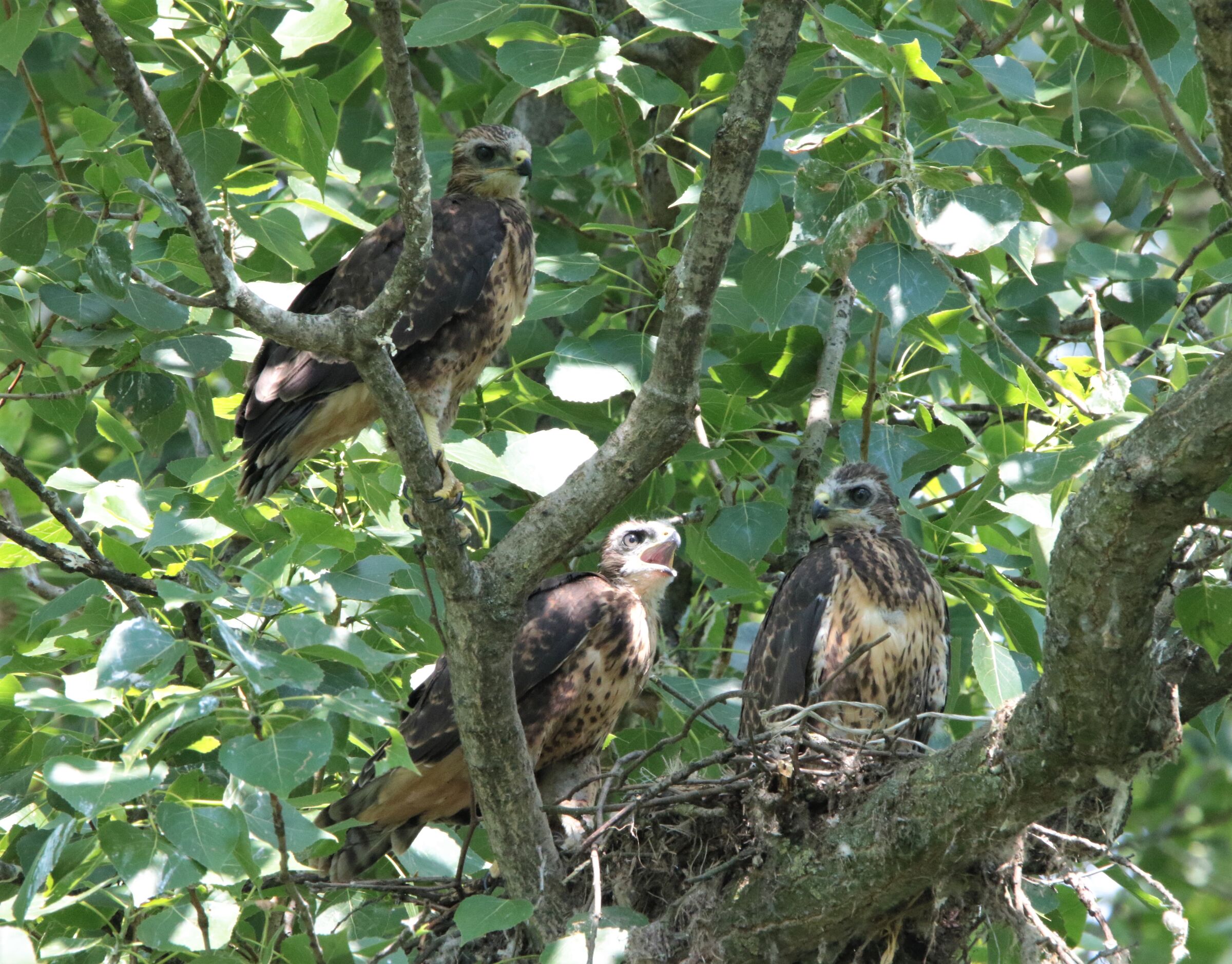 Tre "civette"sul .....