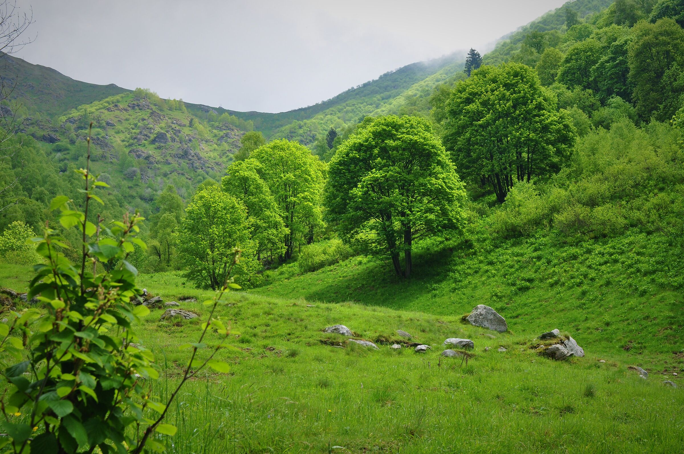 Green after rain