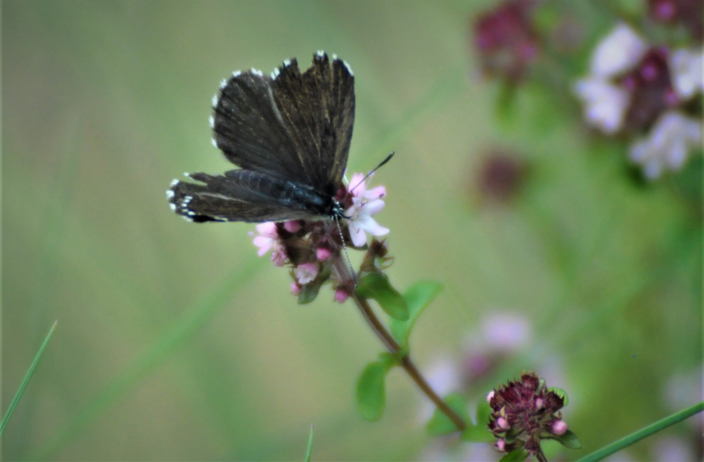 Butterfly 2