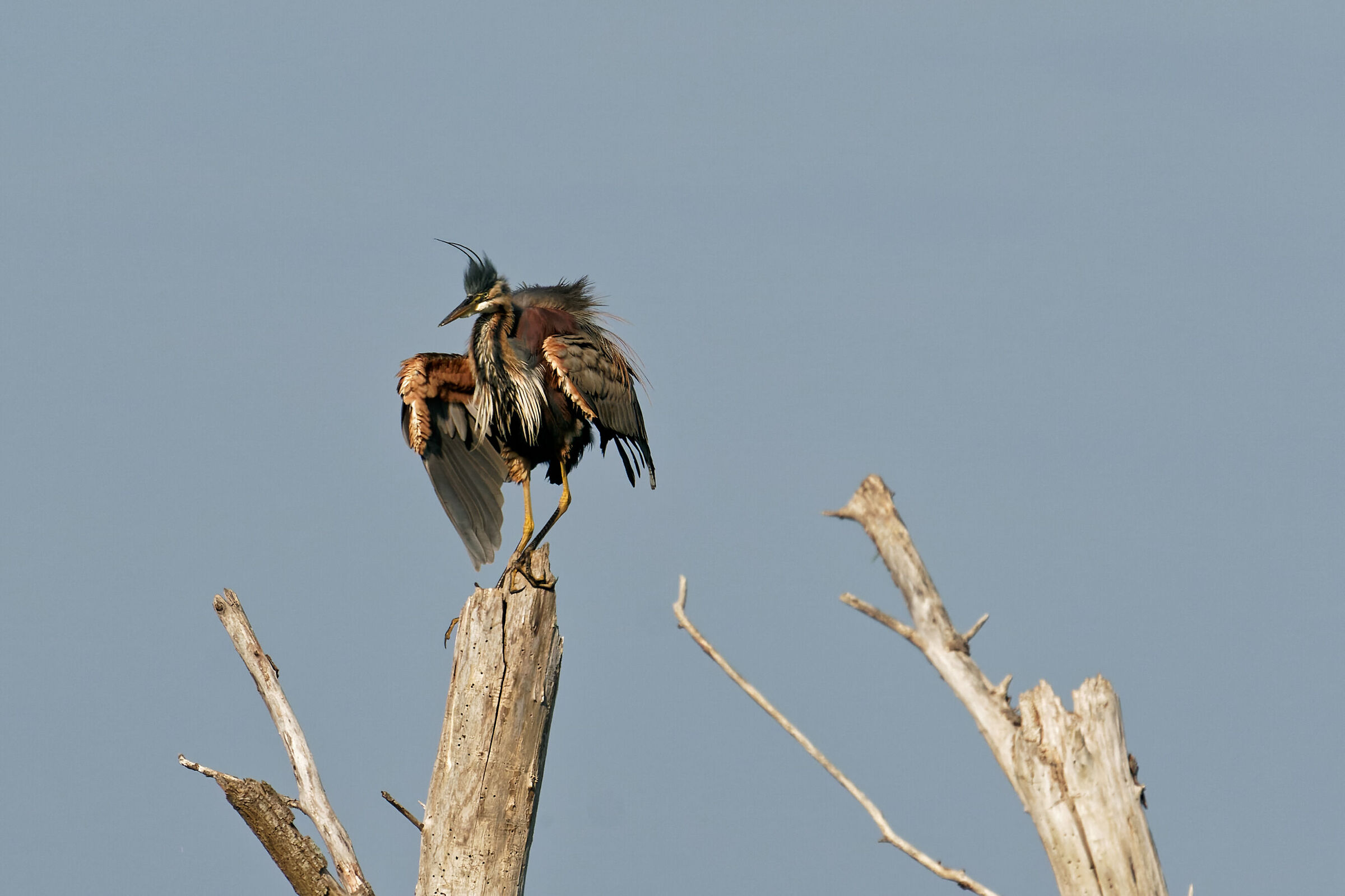 Shaggy heron