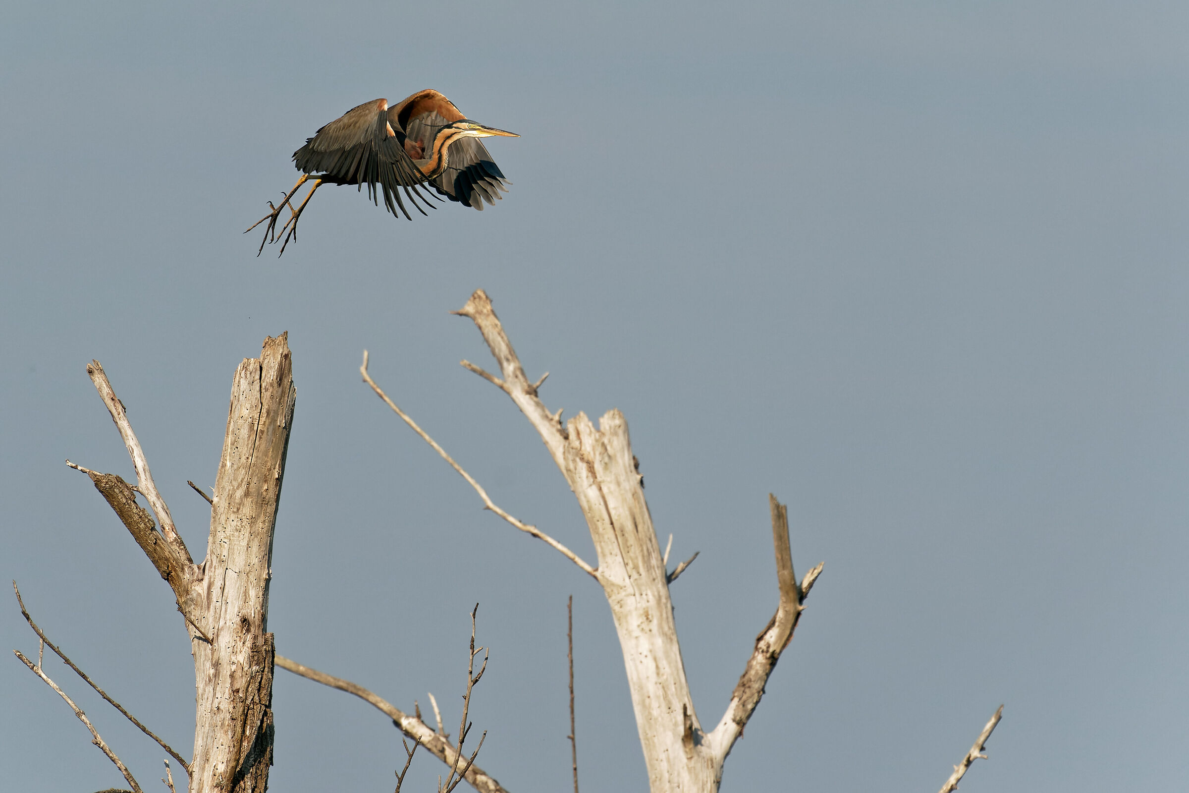 In flight