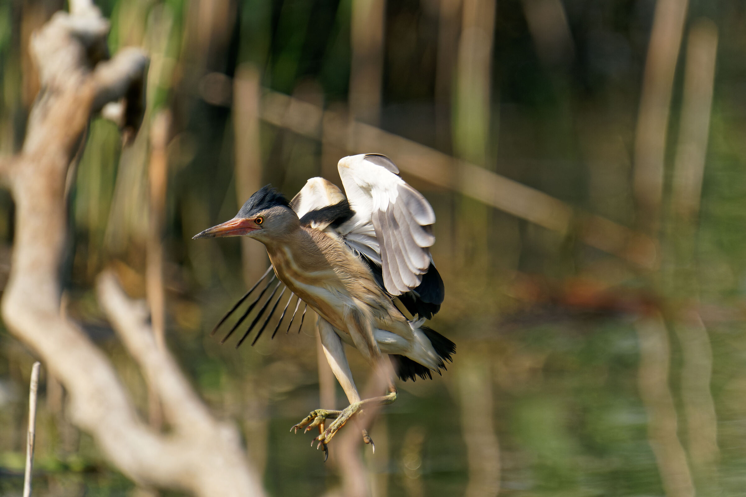 landing