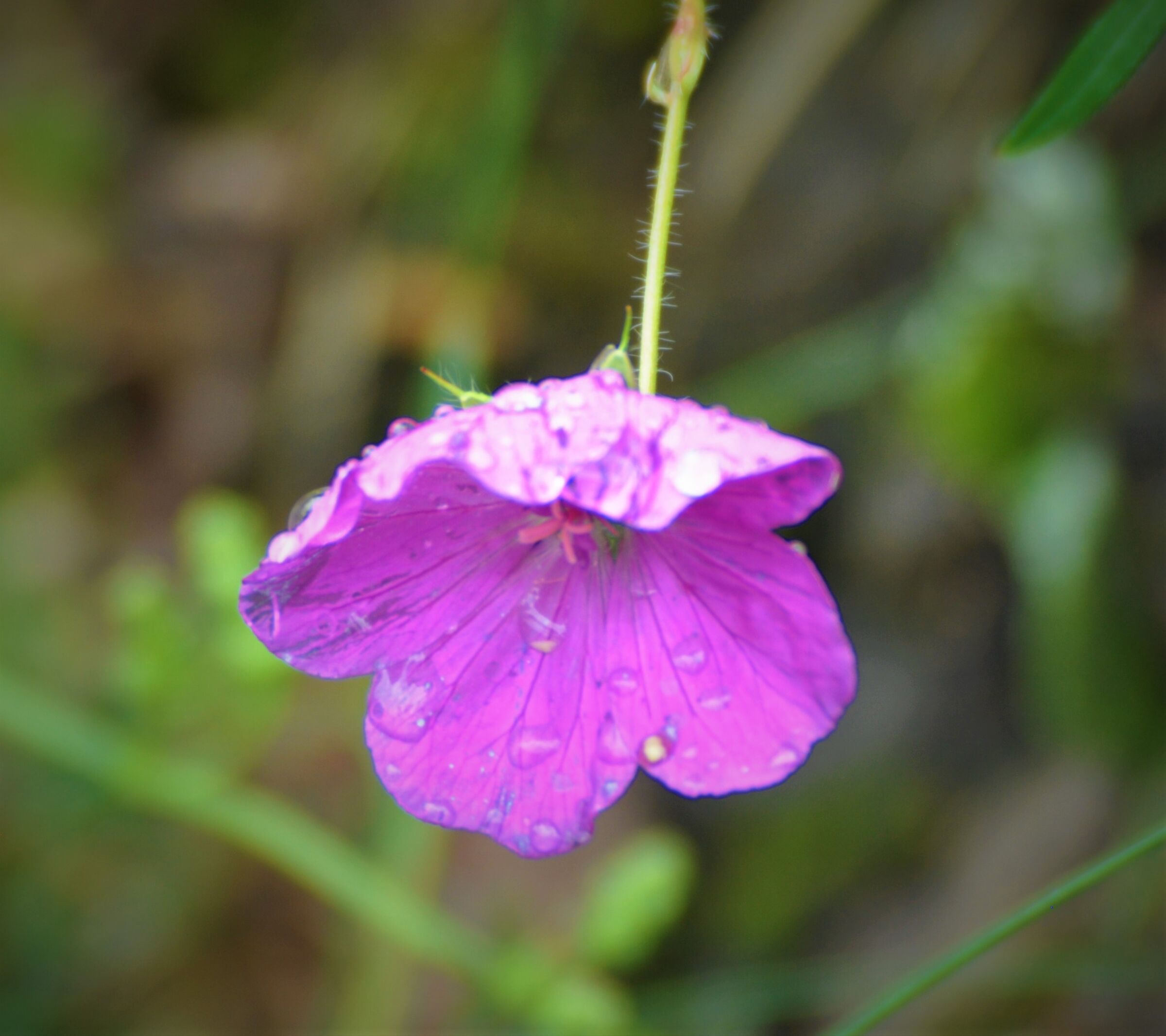 After rain