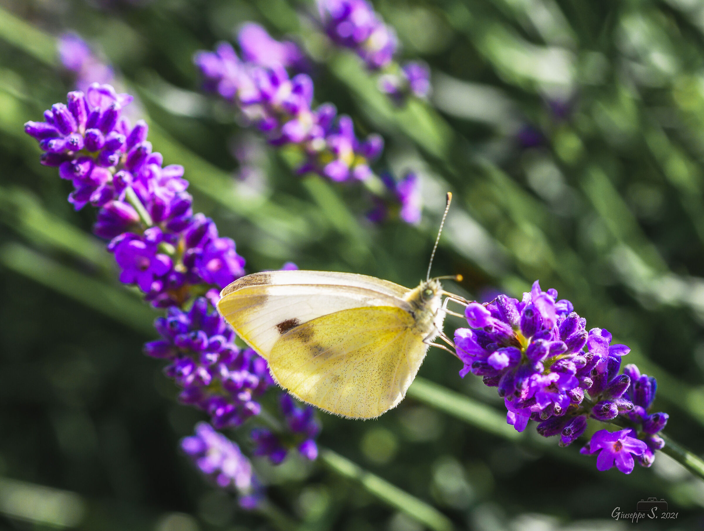 La farfalla e la lavanda