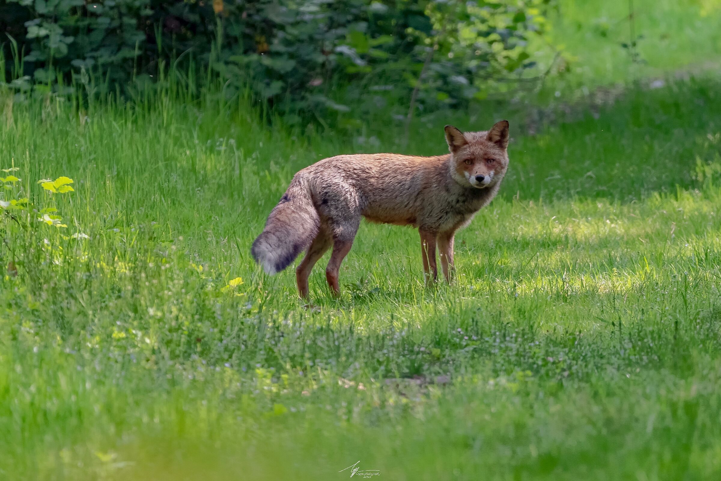 Volpe Rossa (Vulpes Vulpes - L.)