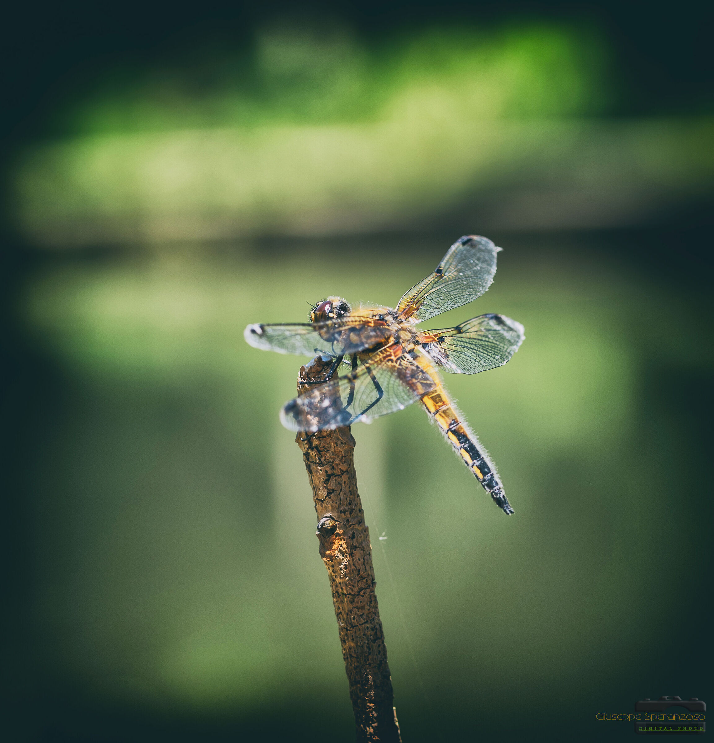 Libellula