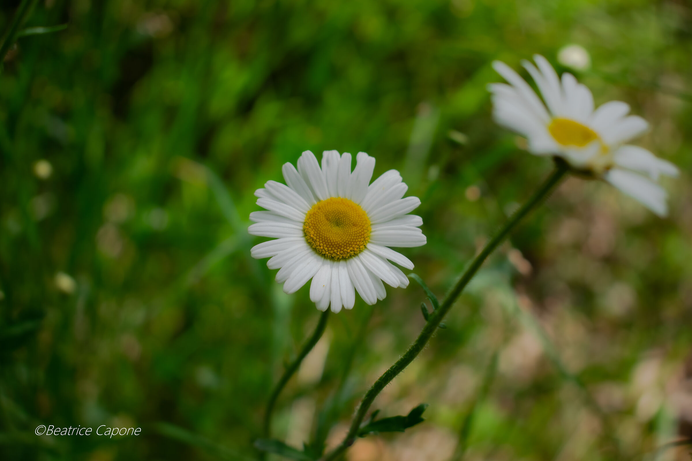 Delicacy and simplicity