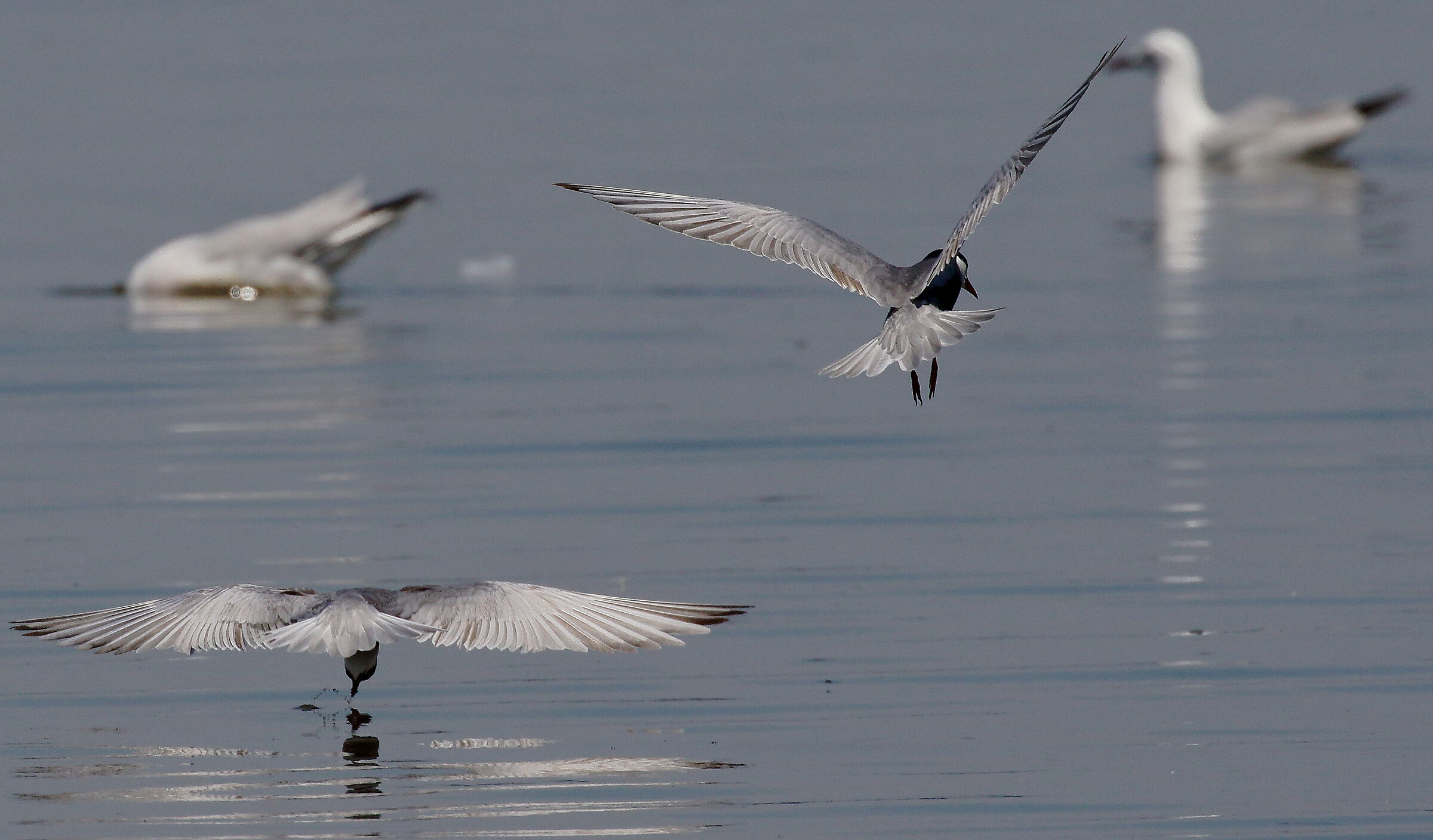 Mignattini piombati in pesca.