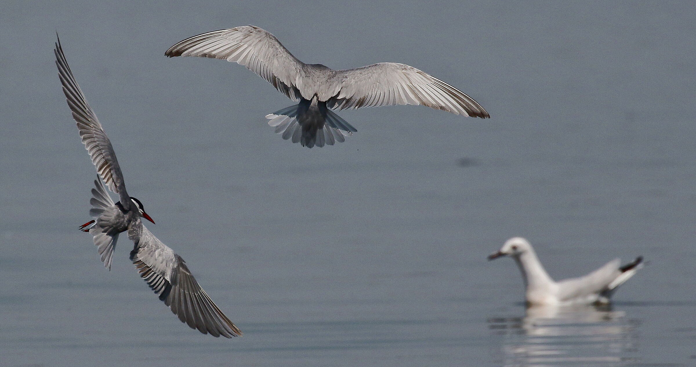 Mignattini swooped into fishing.