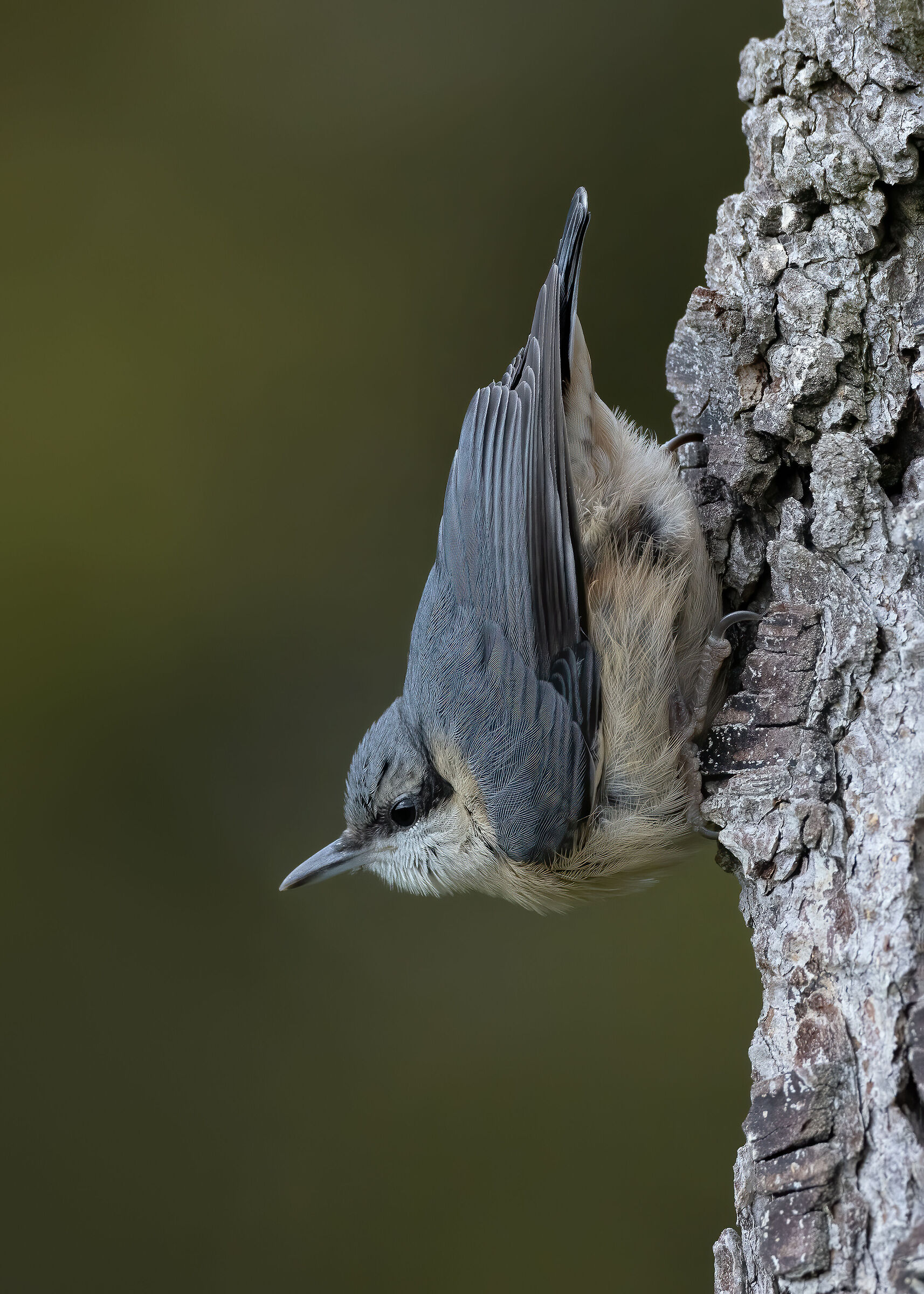 Caratteristica postura del Picchio muratore